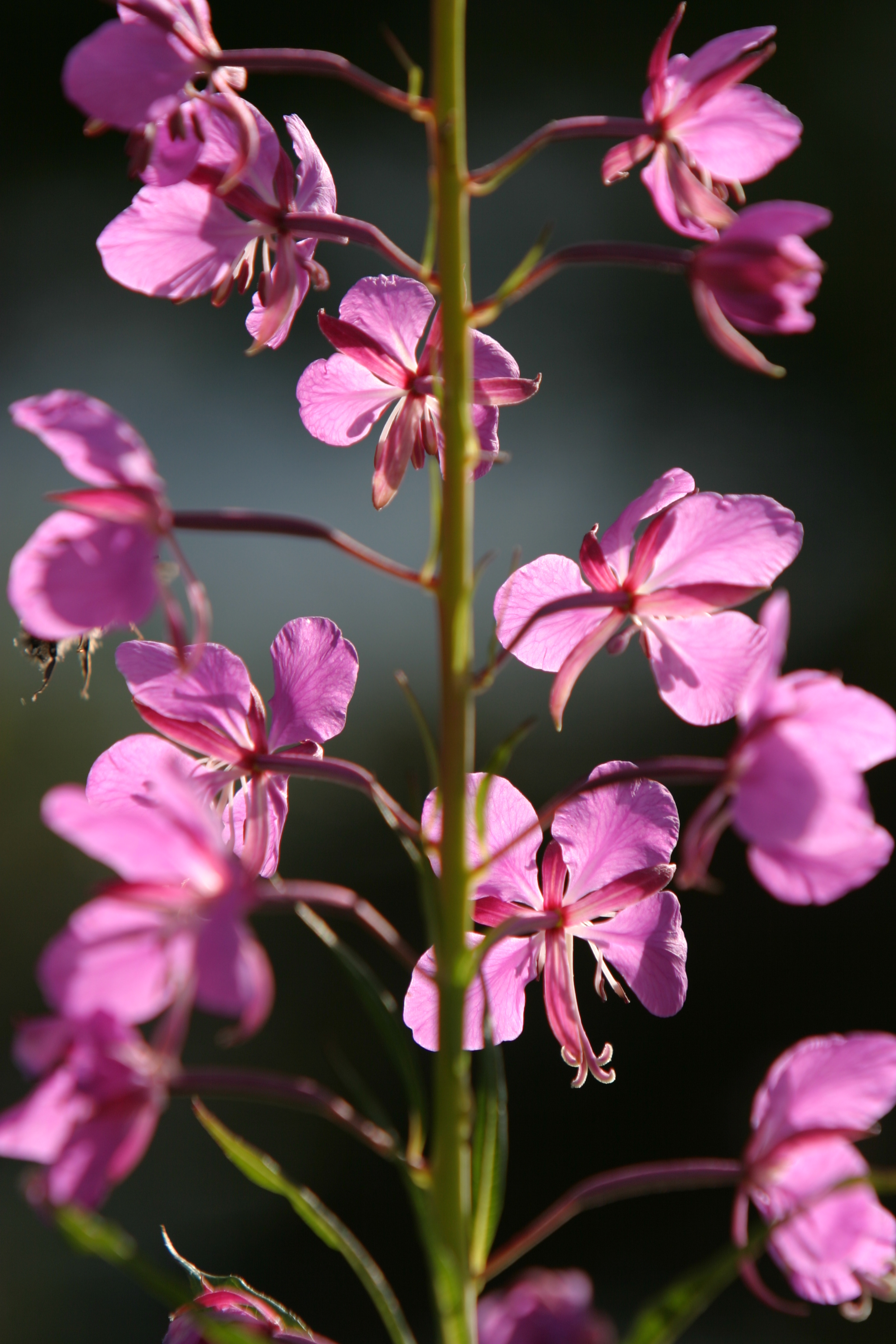 Floweres of the World