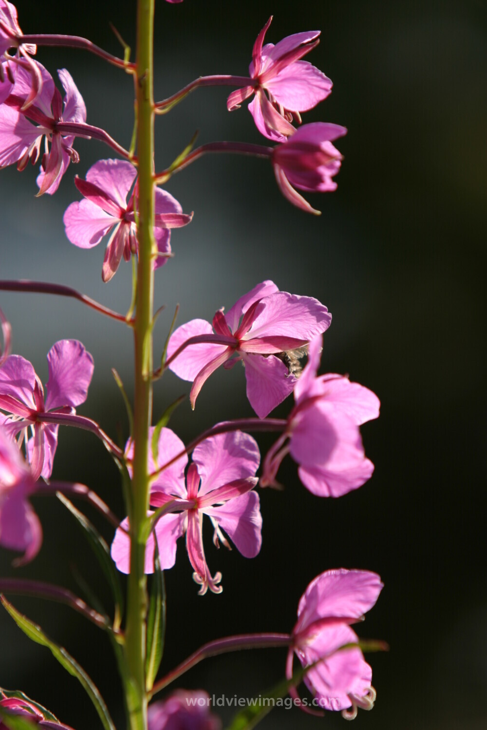 Floweres of the World