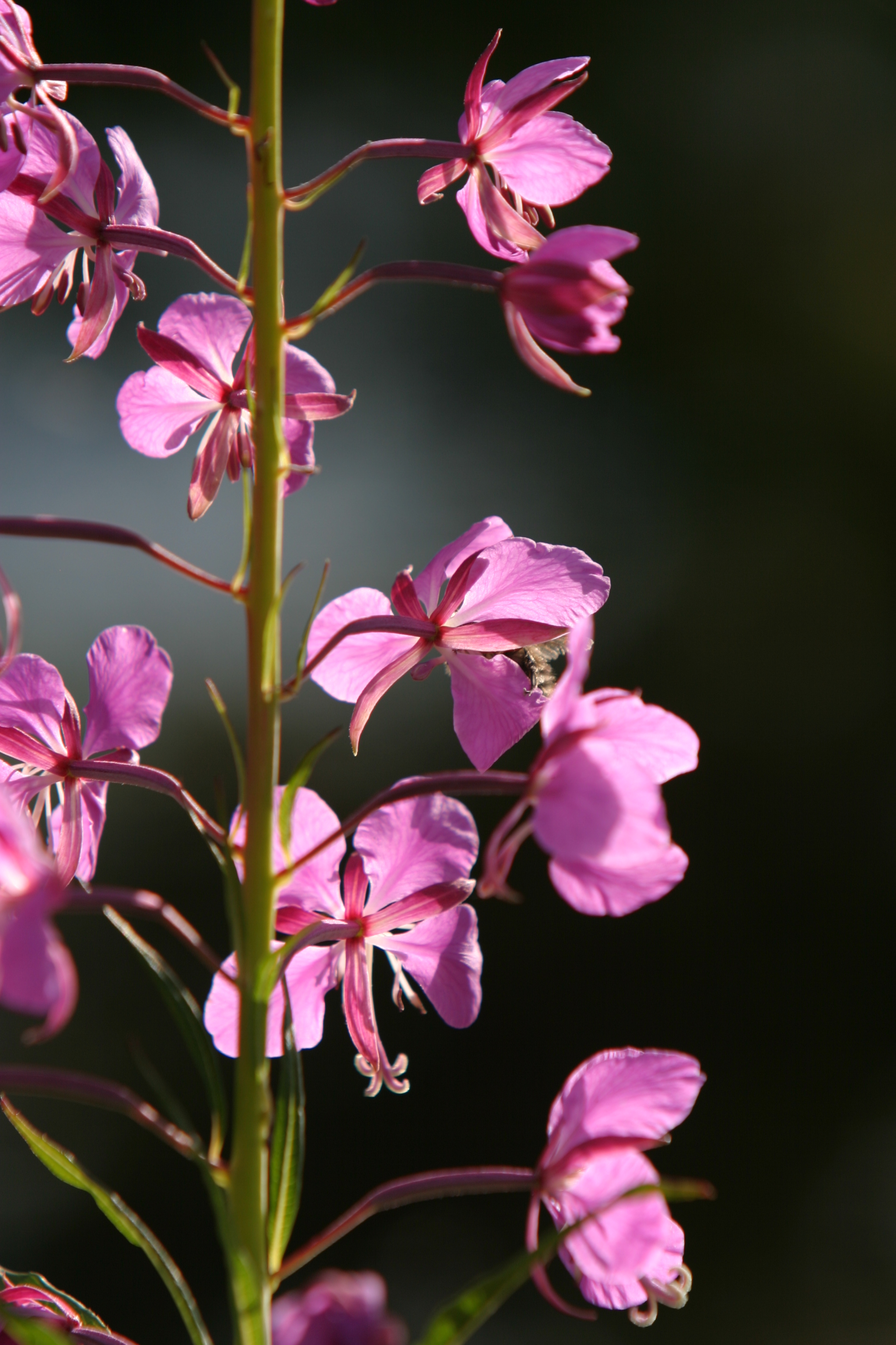 Floweres of the World