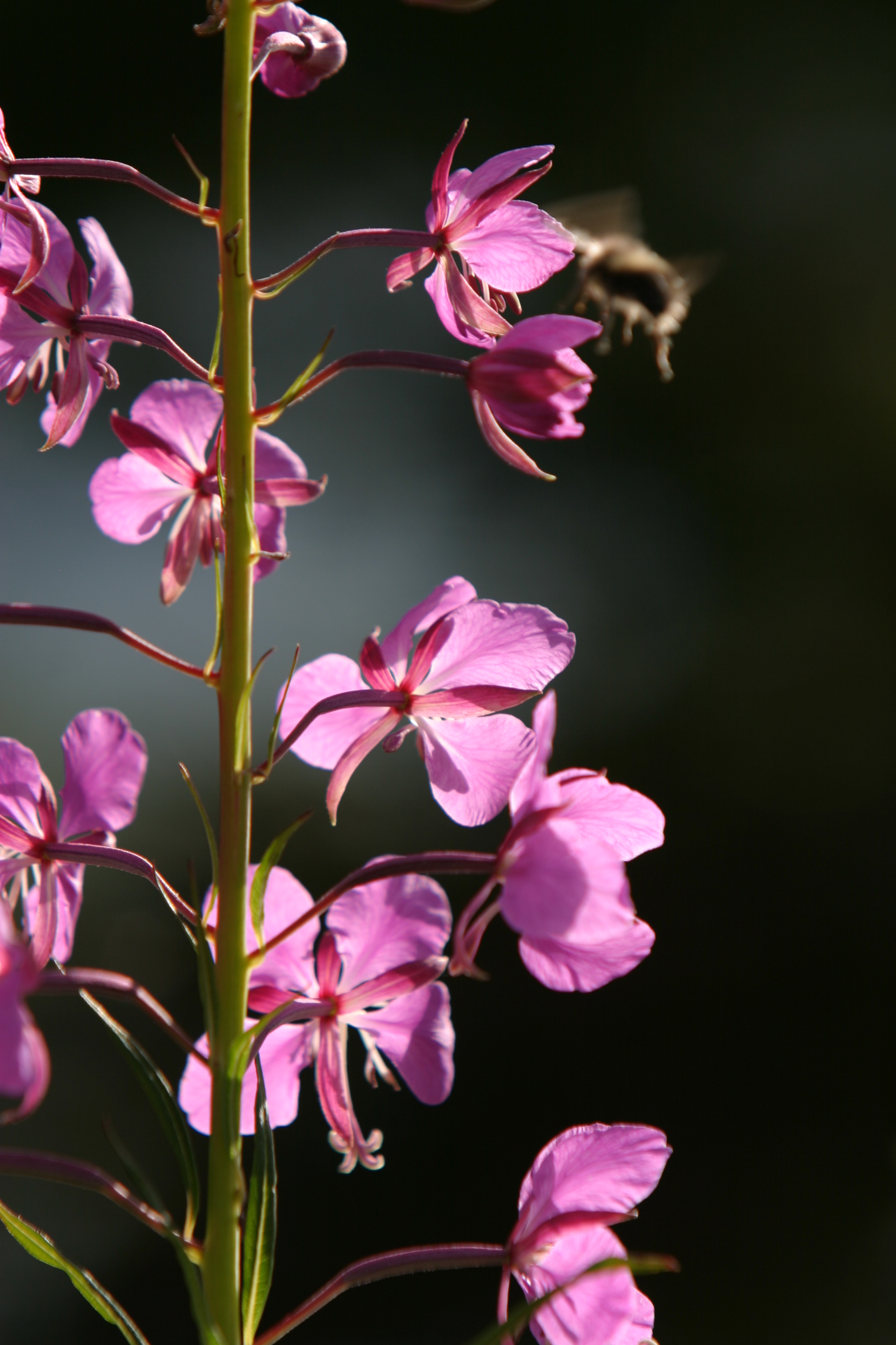 Floweres of the World