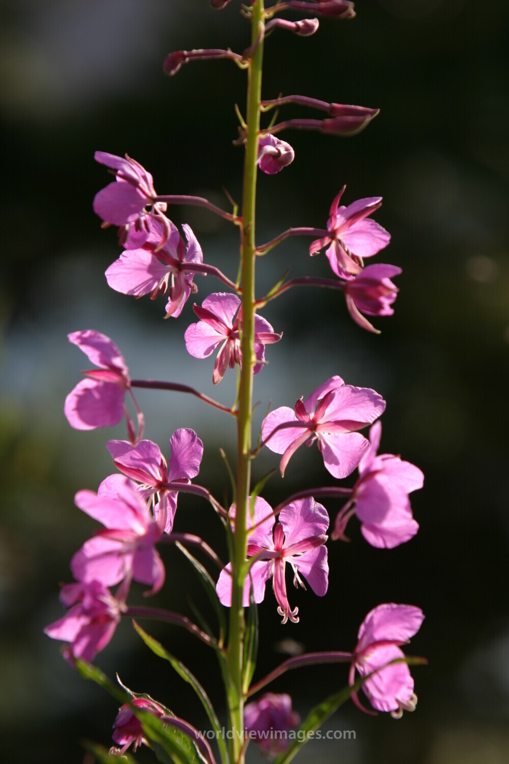 Floweres of the World