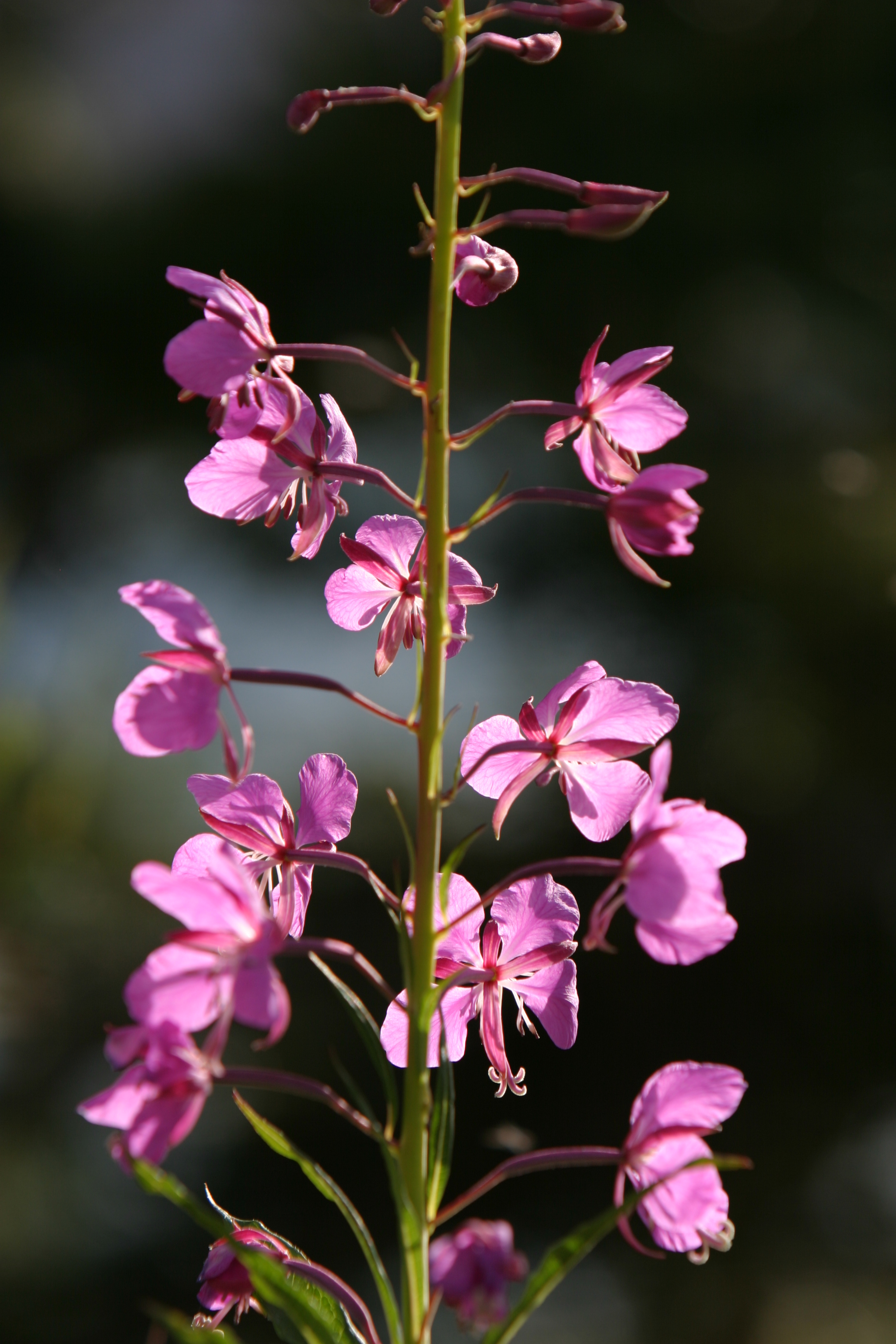 Floweres of the World