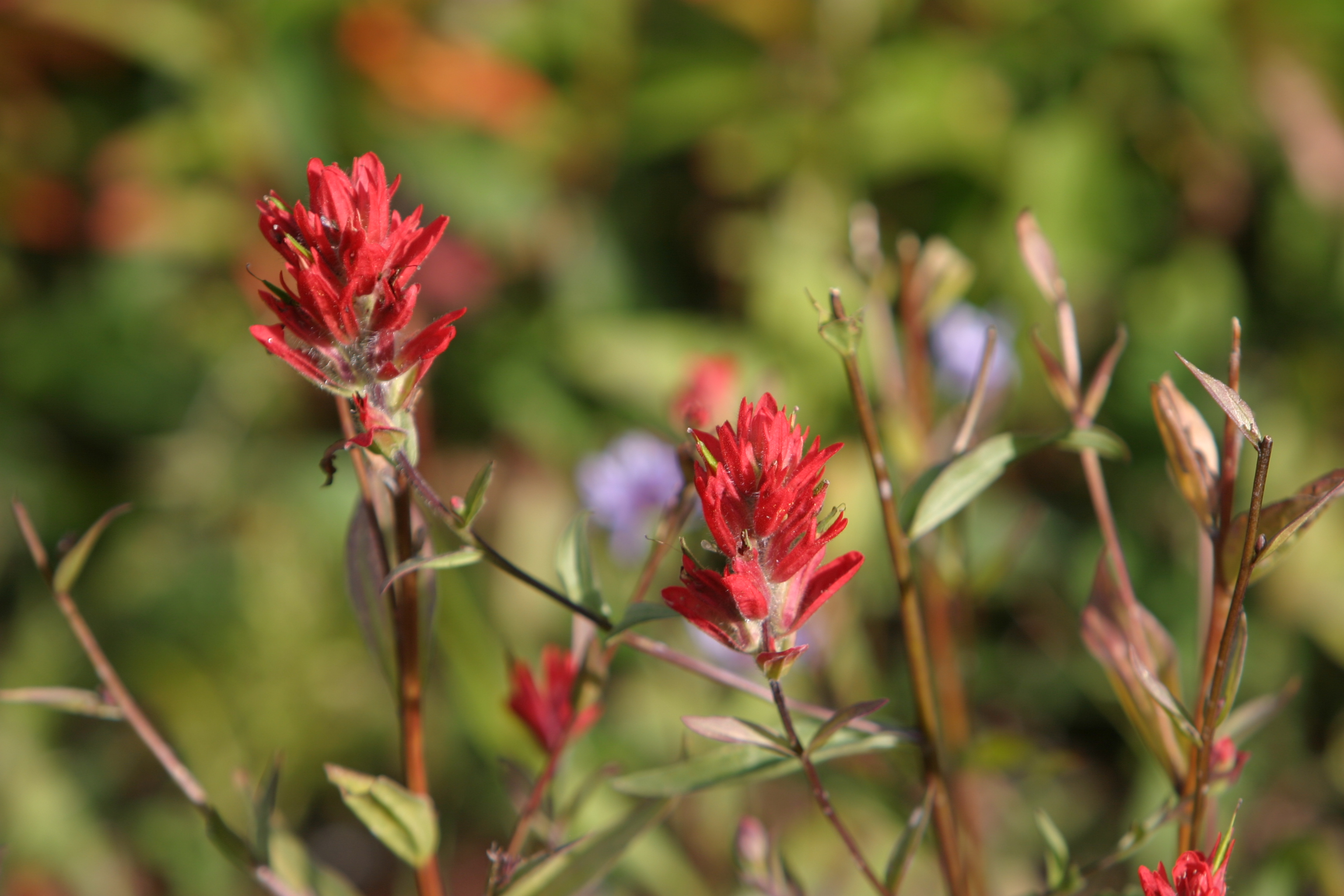 Floweres of the World