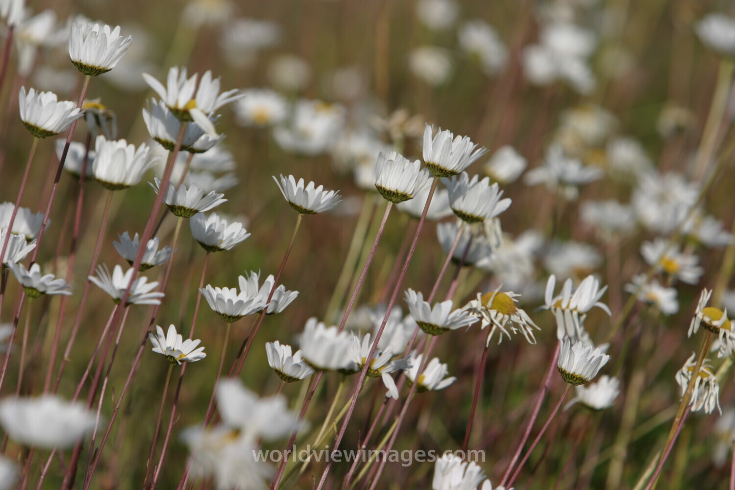 Floweres of the World