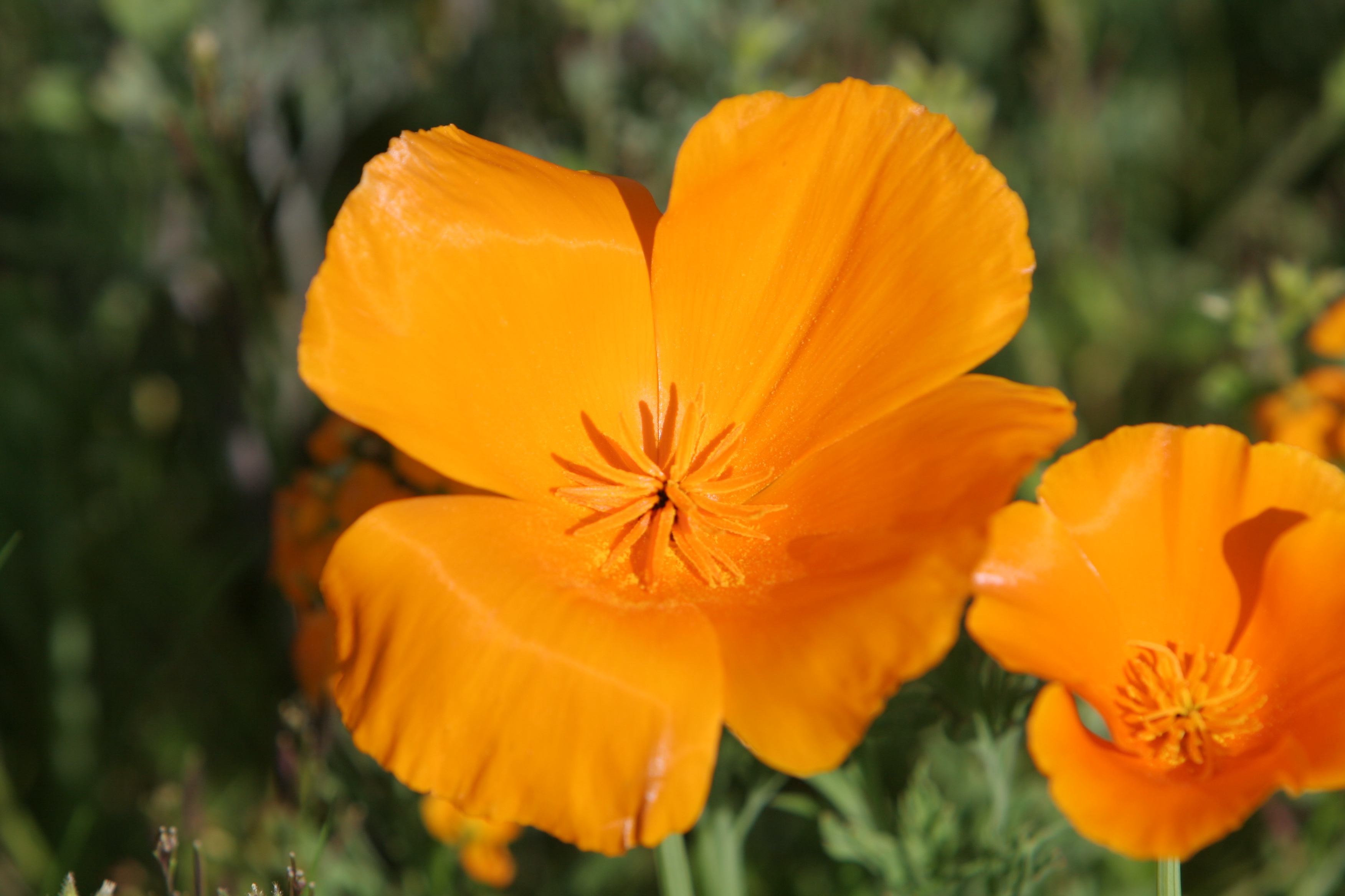 Floweres of the World