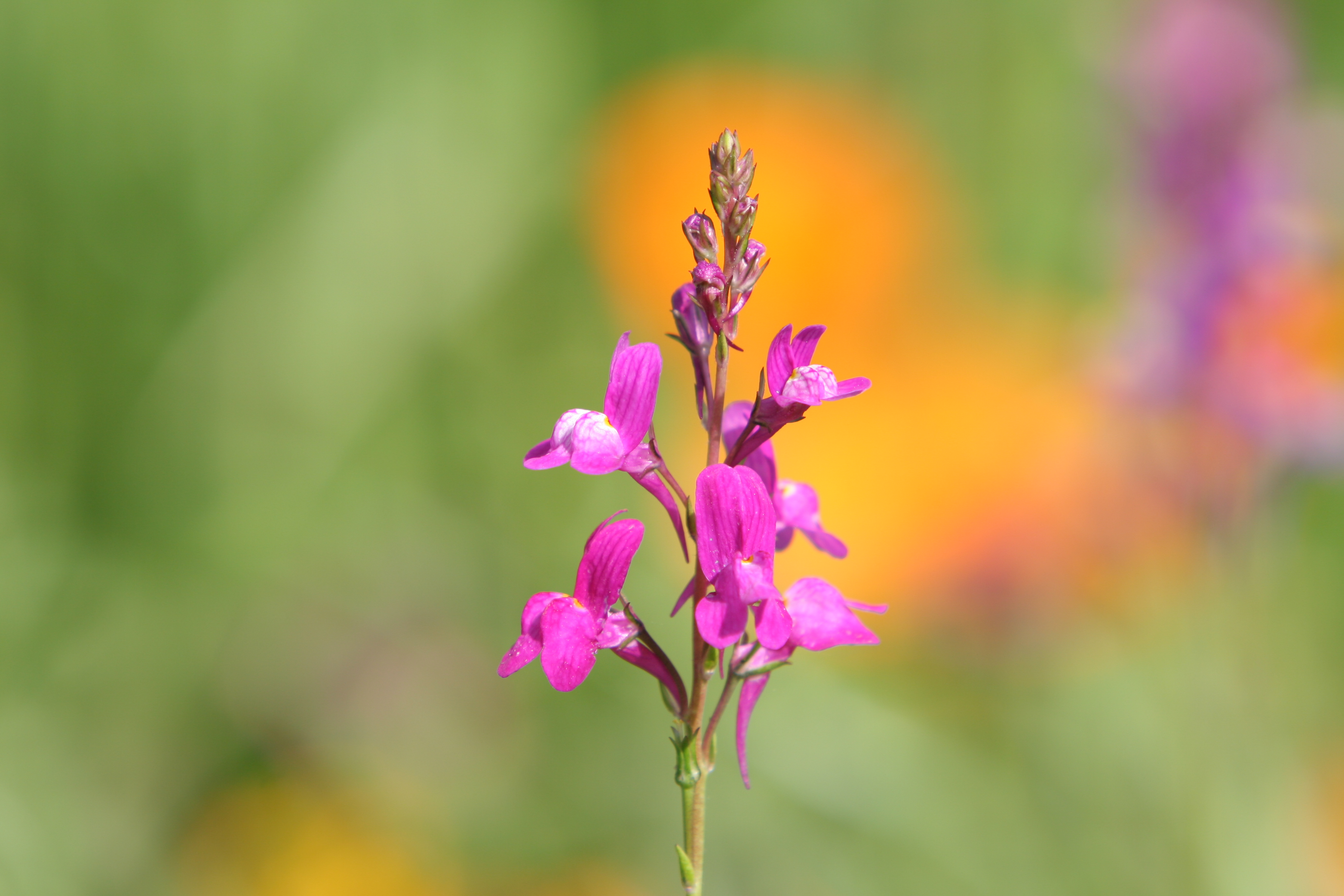 Floweres of the World