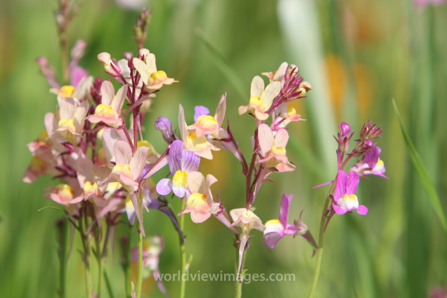 Floweres of the World