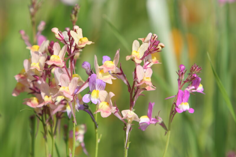 Floweres of the World — Flowers, nature, scenic, flora
