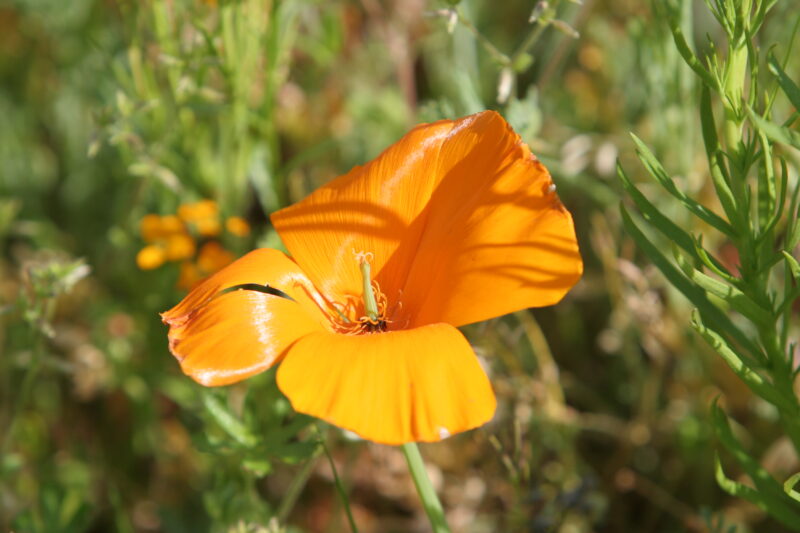 Floweres of the World — Flowers, nature, scenic, flora