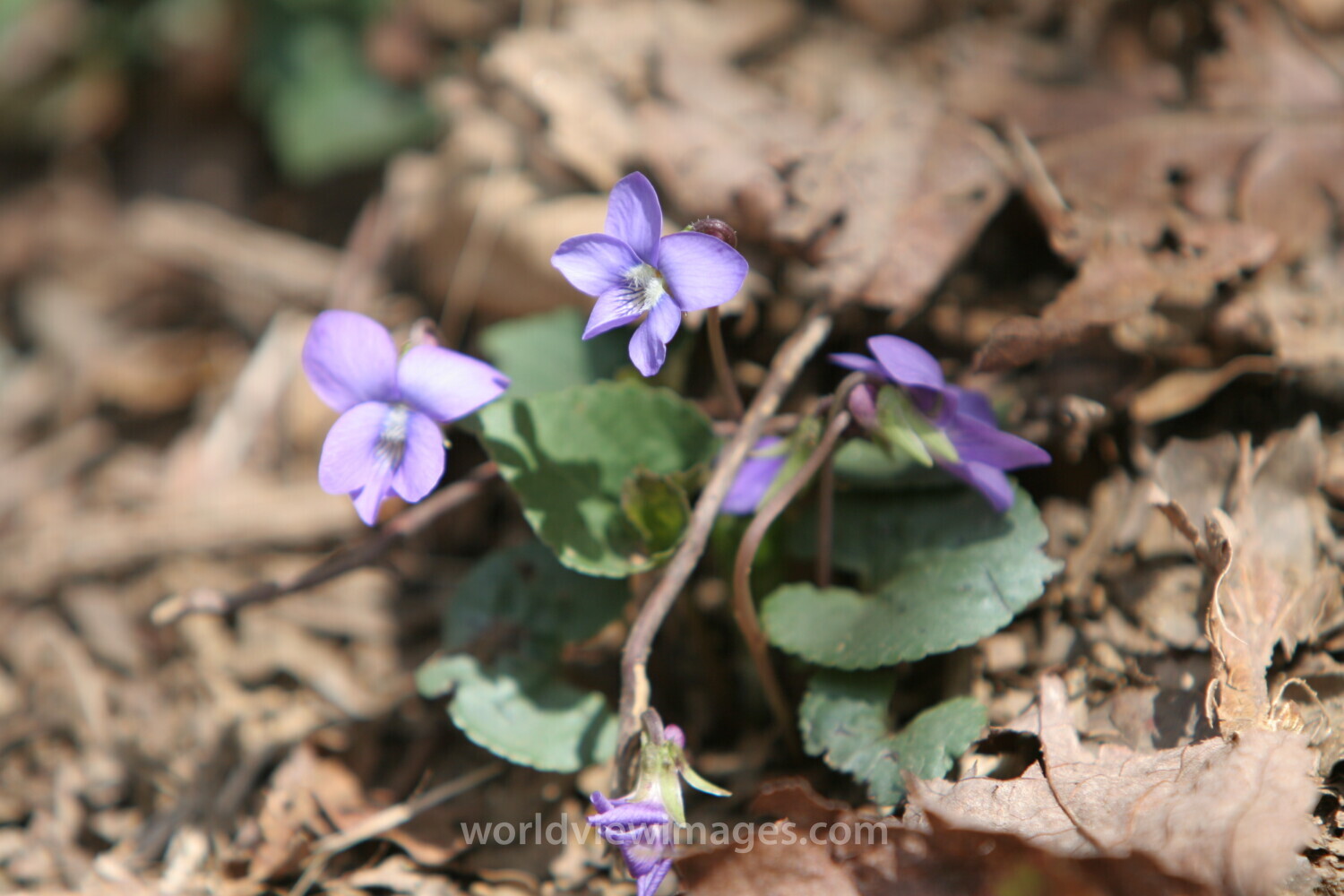 Floweres of the World