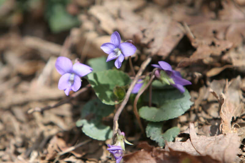 Floweres of the World — Flowers, nature, scenic, flora