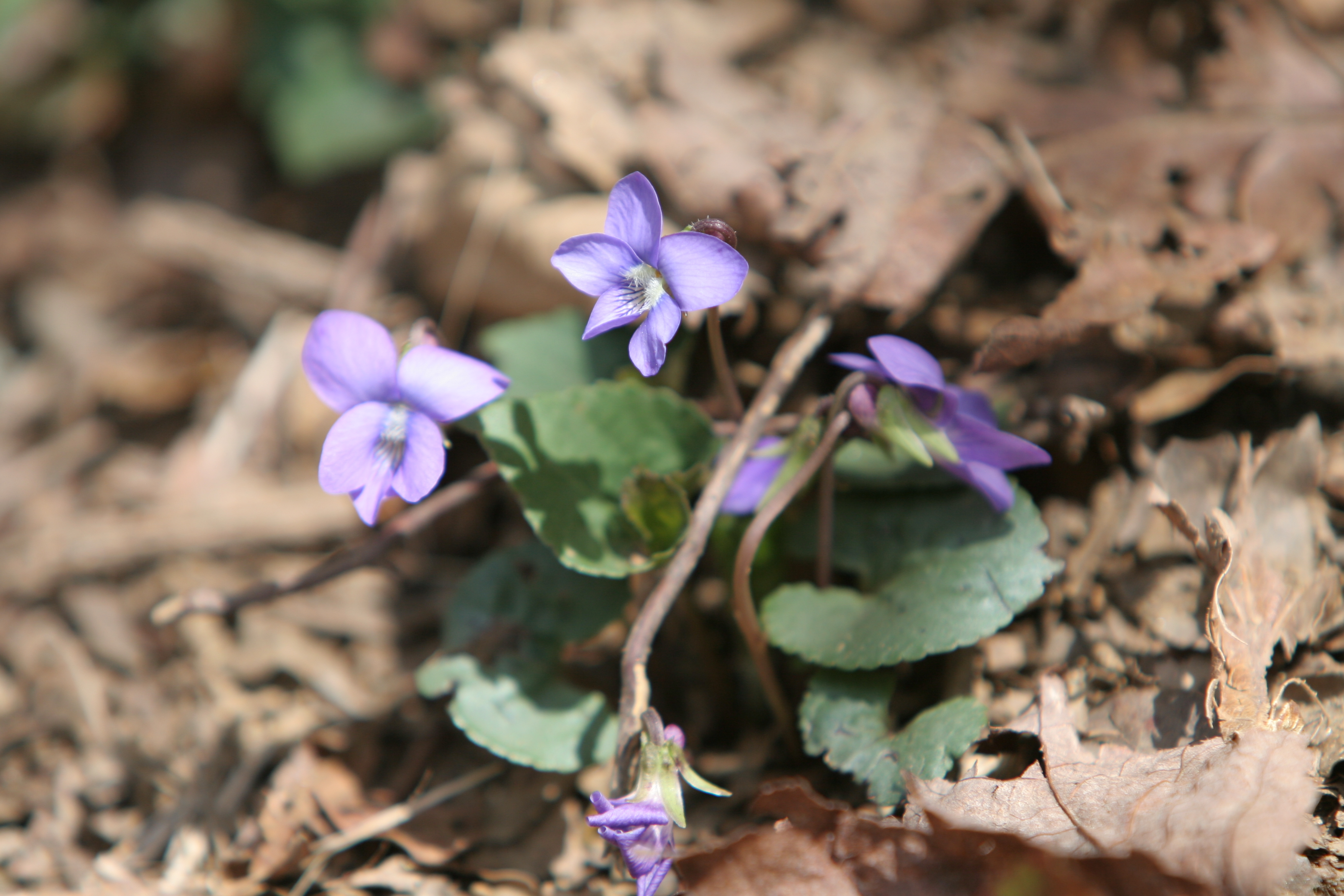 Floweres of the World