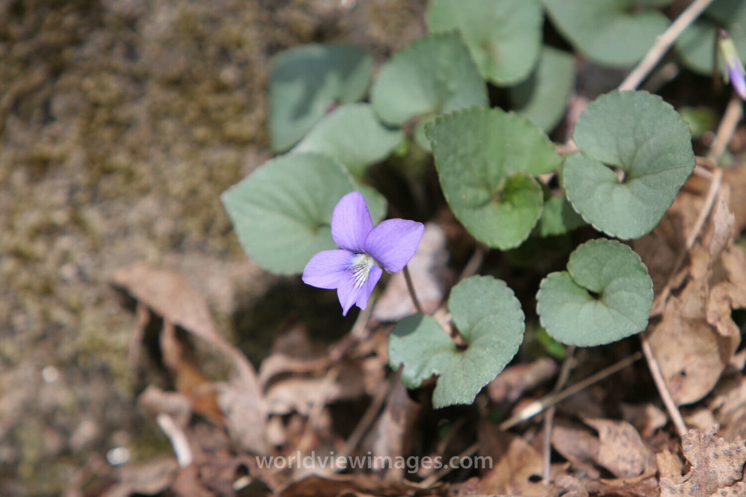 Floweres of the World