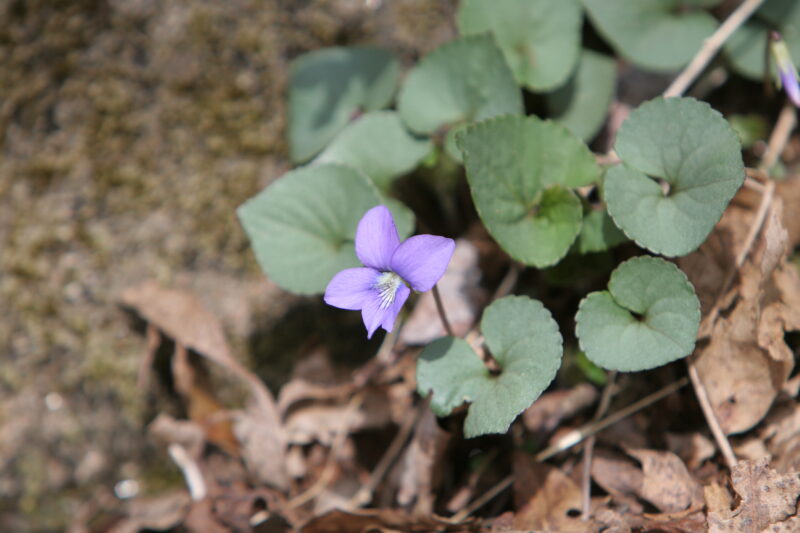 Floweres of the World — Flowers, nature, scenic, flora