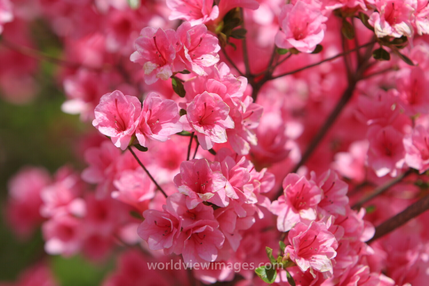 Floweres of the World