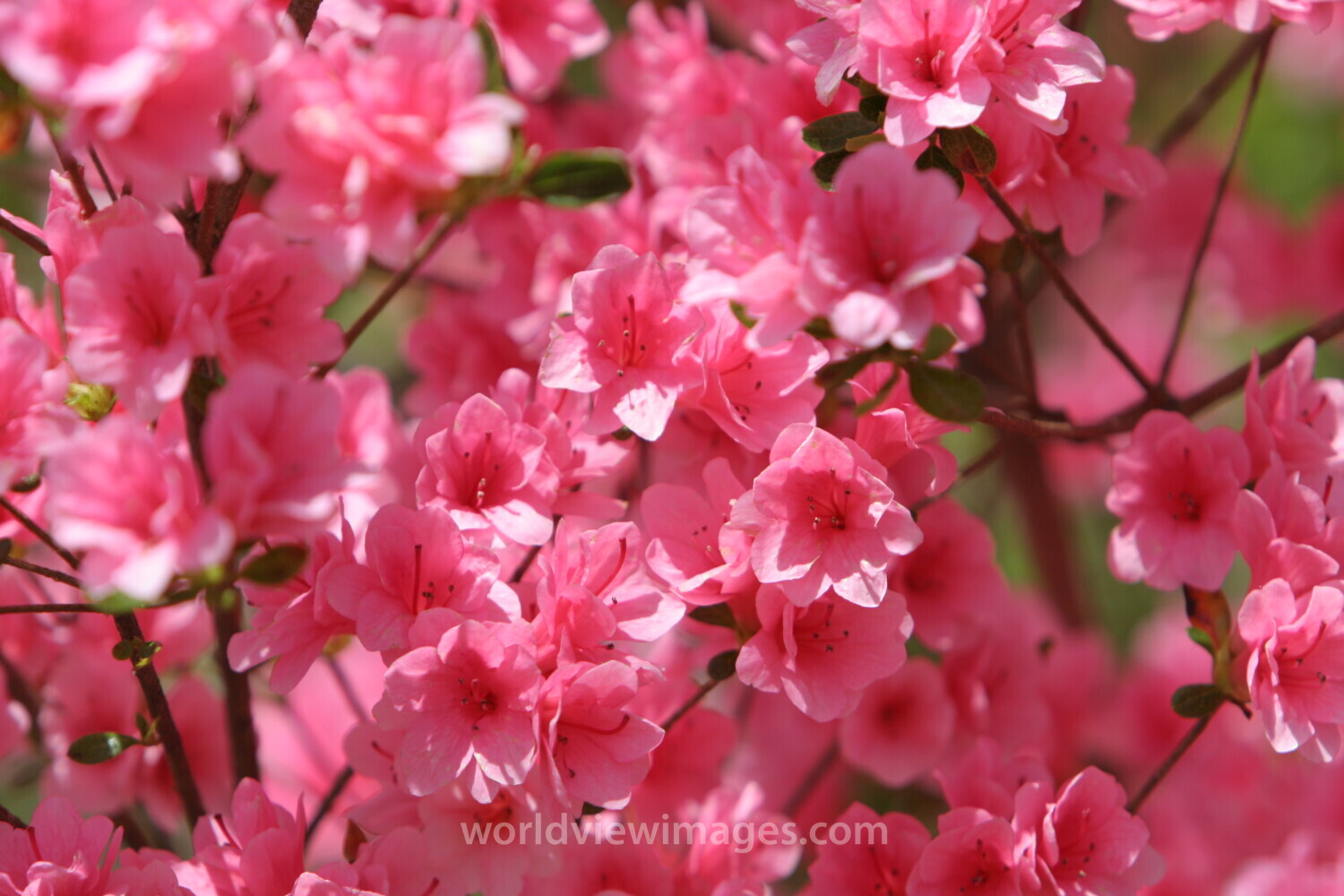 Floweres of the World