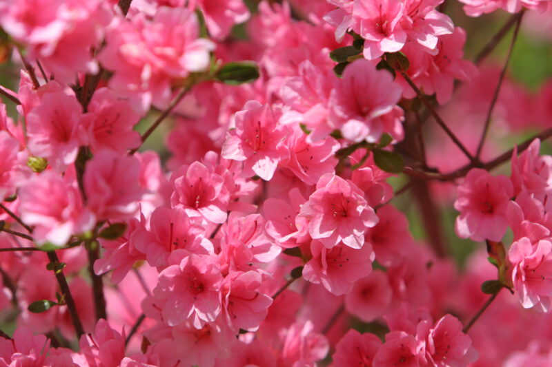 Floweres of the World — Flowers, nature, scenic, flora