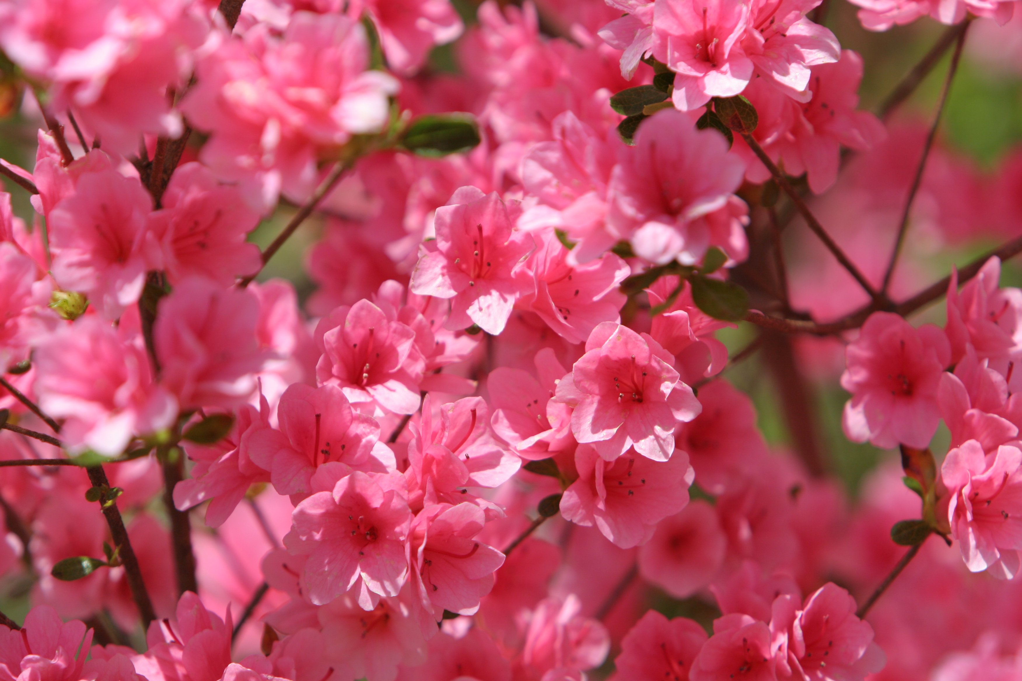 Floweres of the World