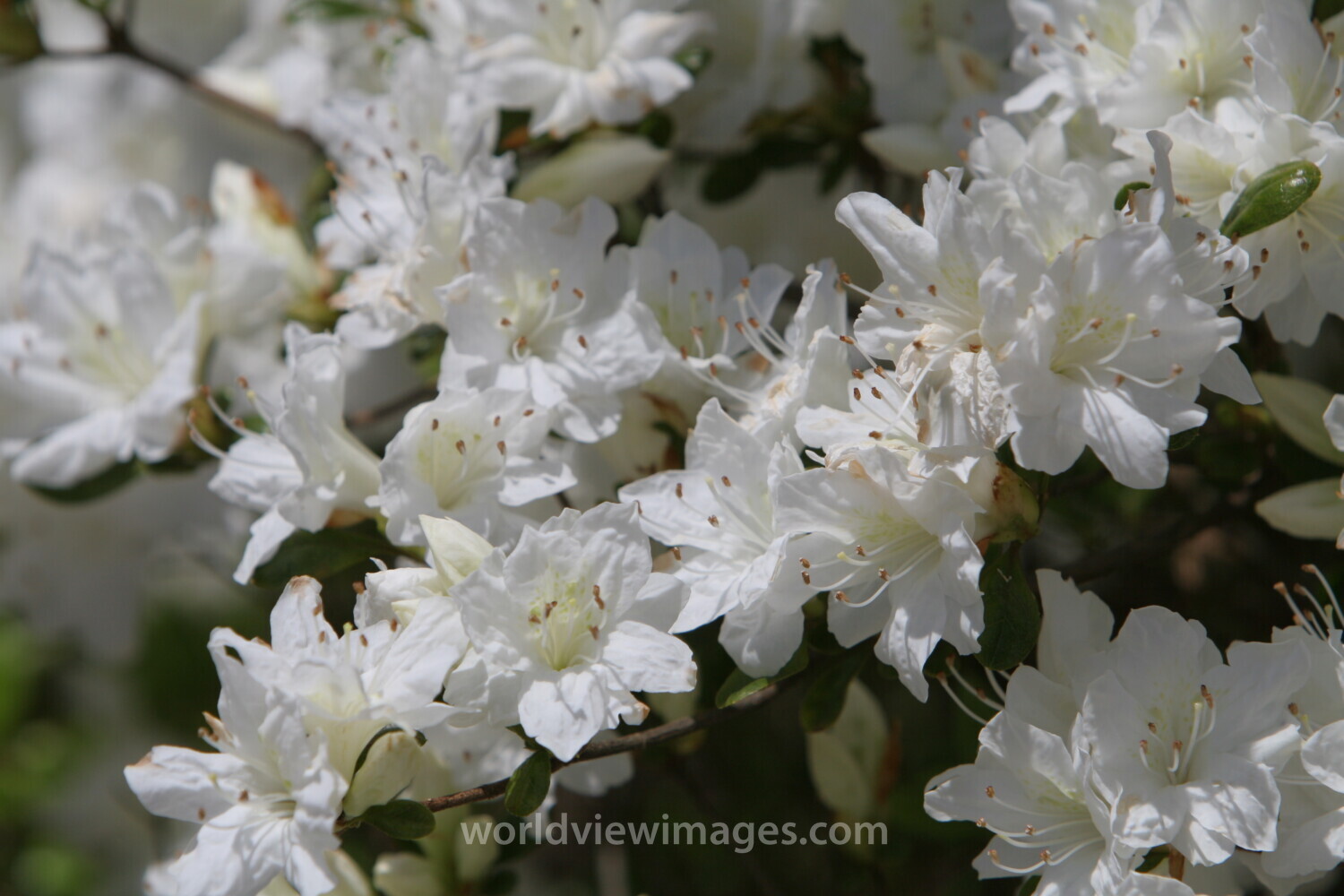 Floweres of the World