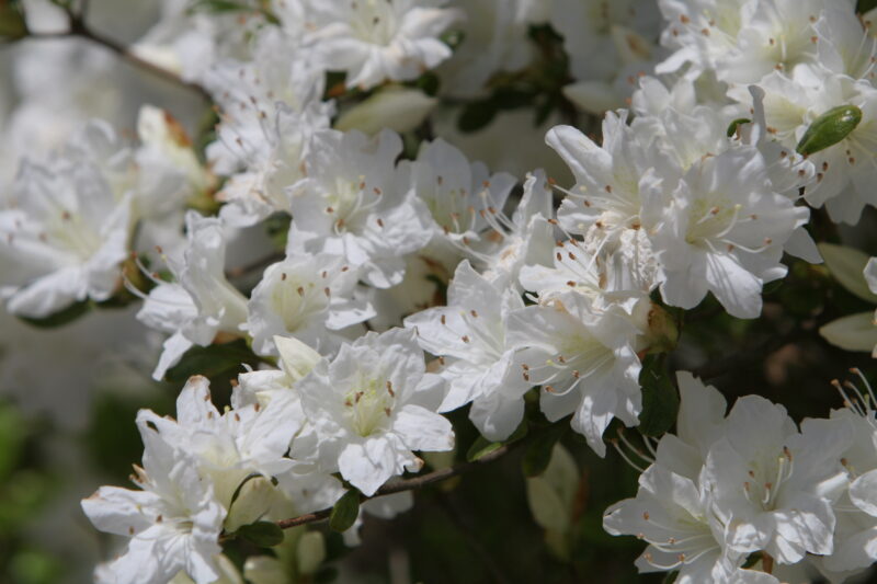 Floweres of the World — Flowers, nature, scenic, flora