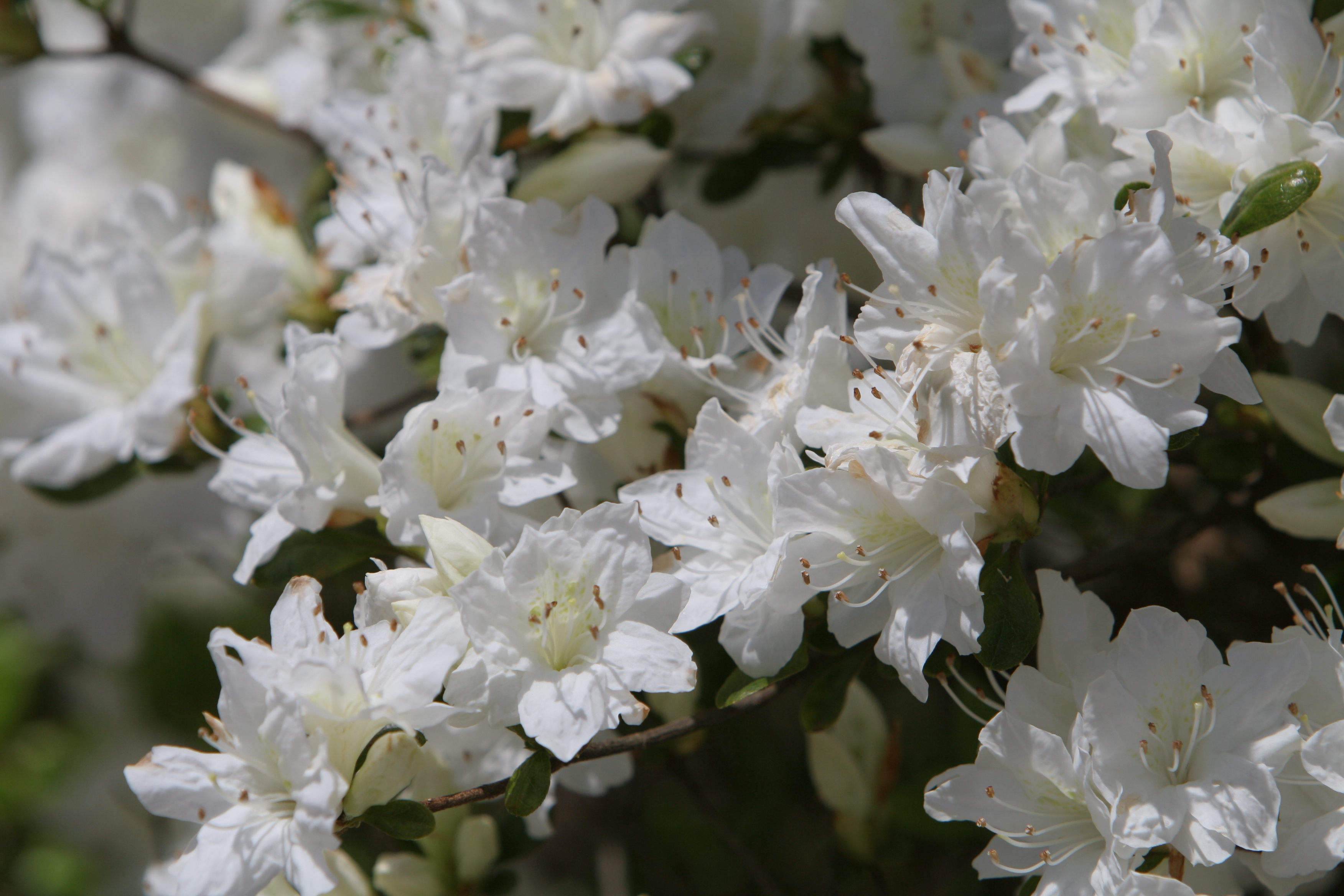 Floweres of the World