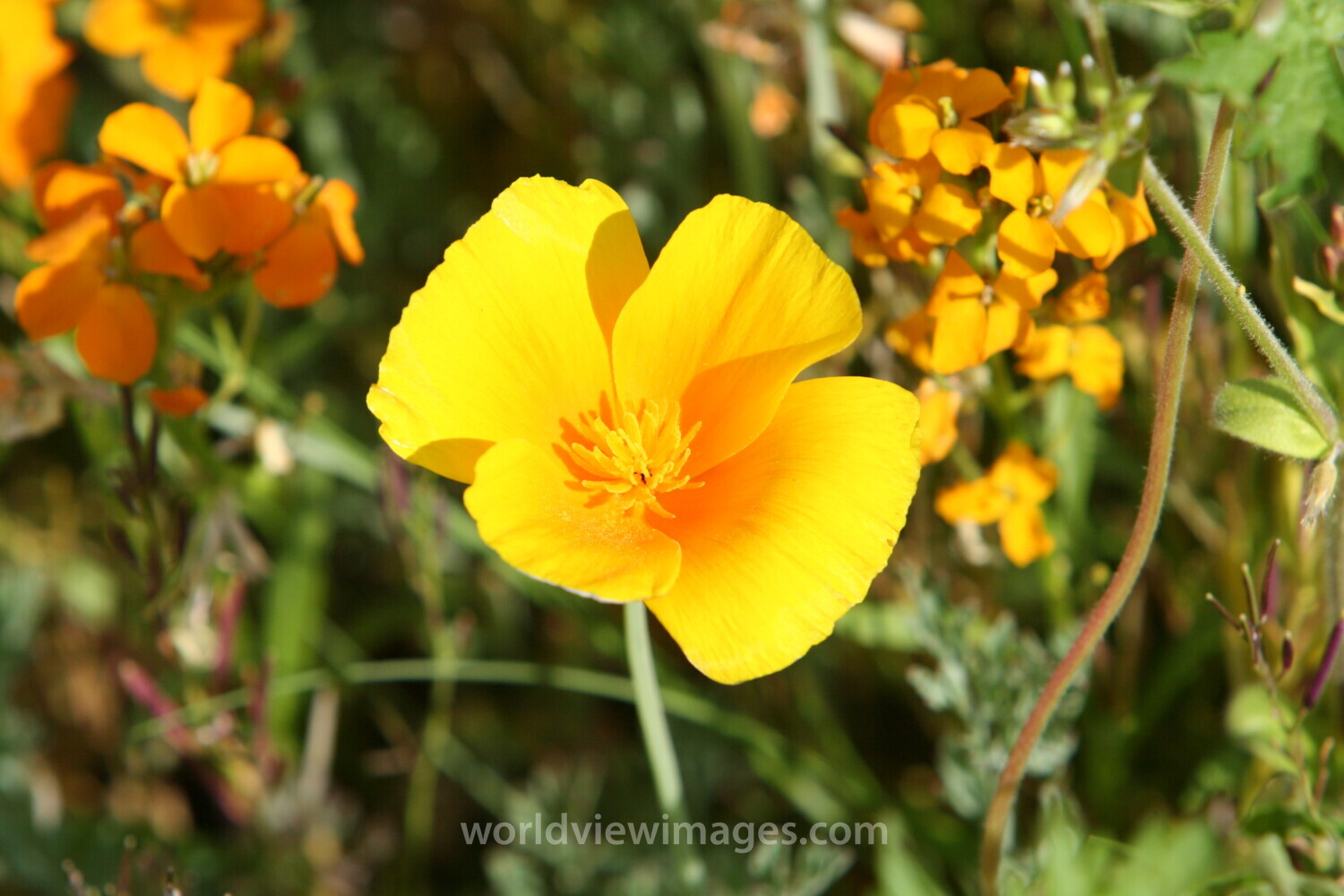 Floweres of the World