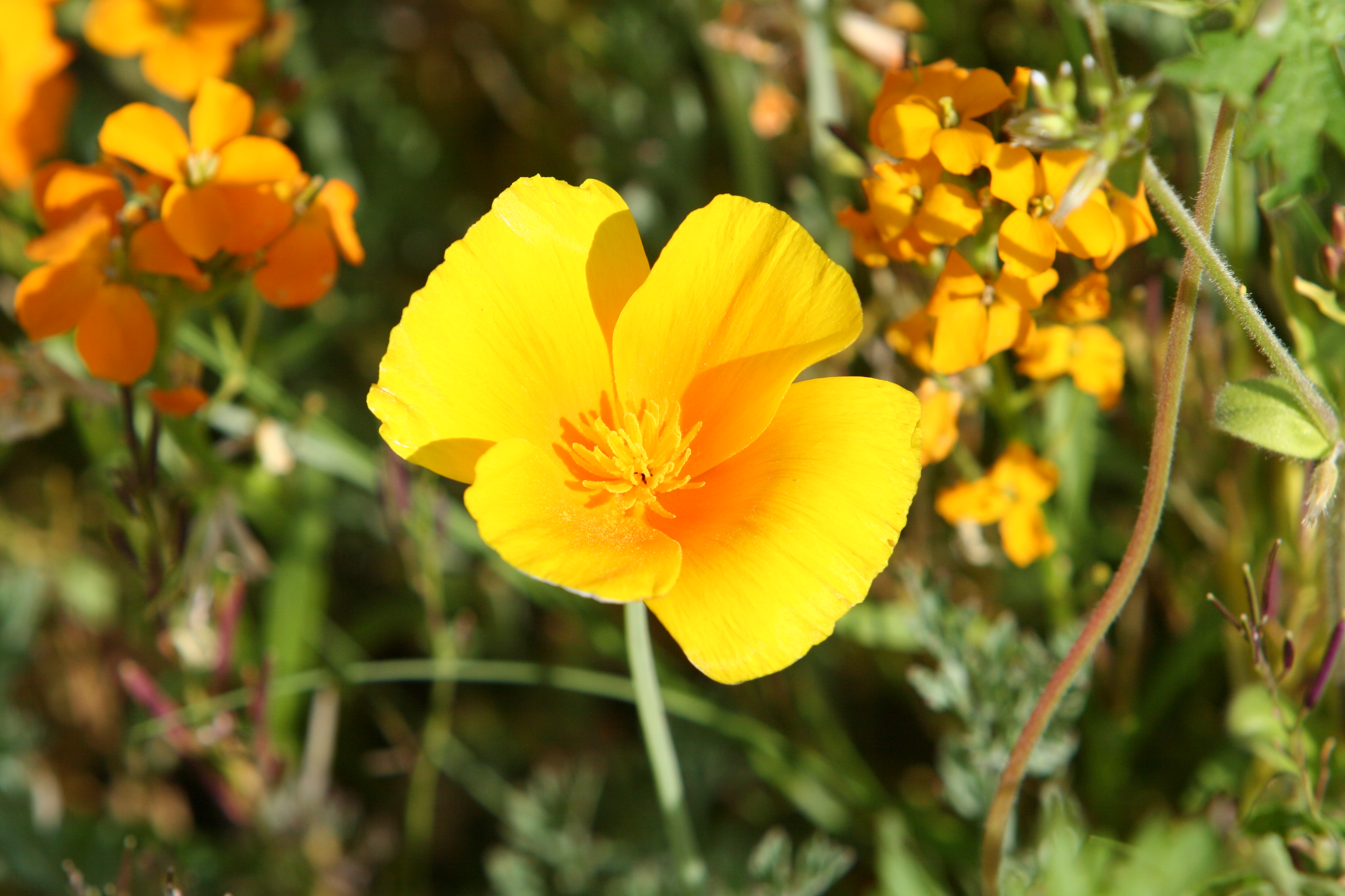 Floweres of the World