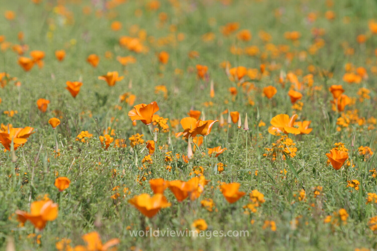 Floweres of the World