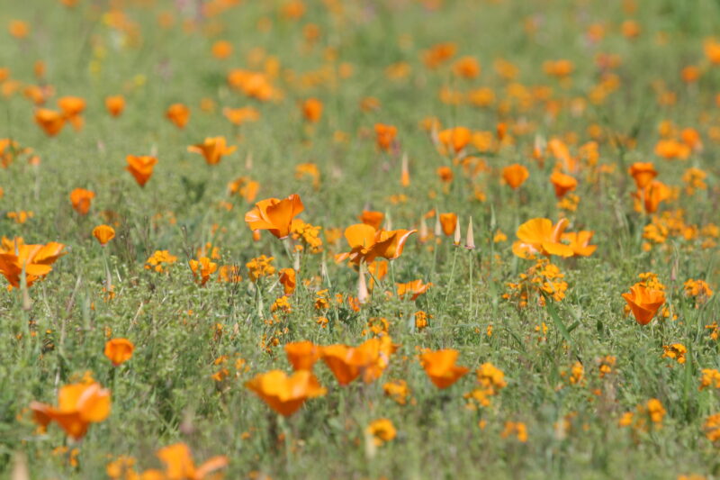 Floweres of the World — Flowers, nature, scenic, flora