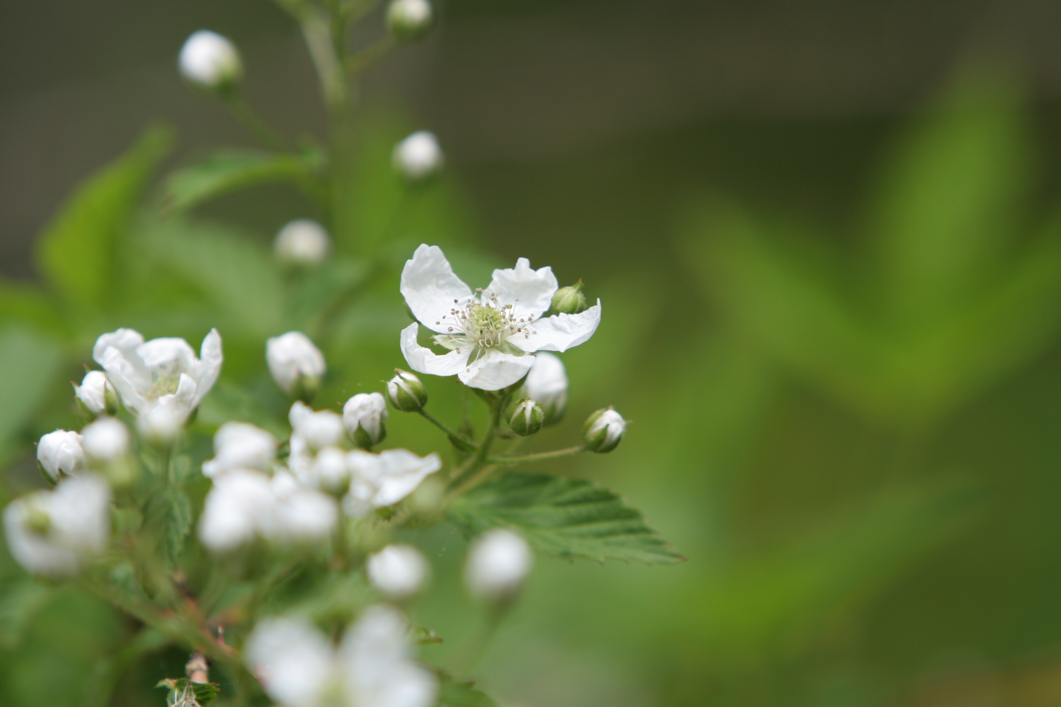 Floweres of the World