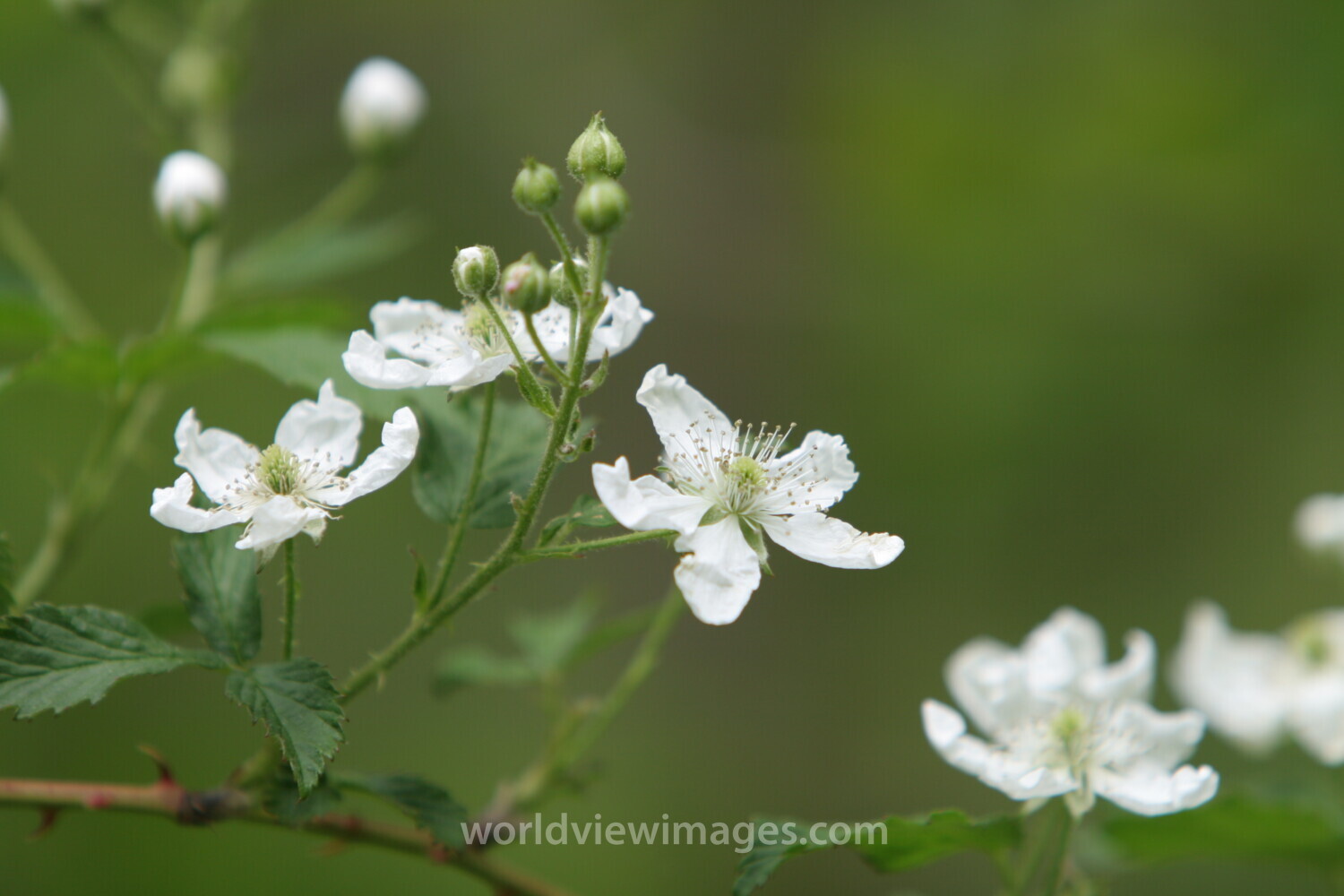 Floweres of the World
