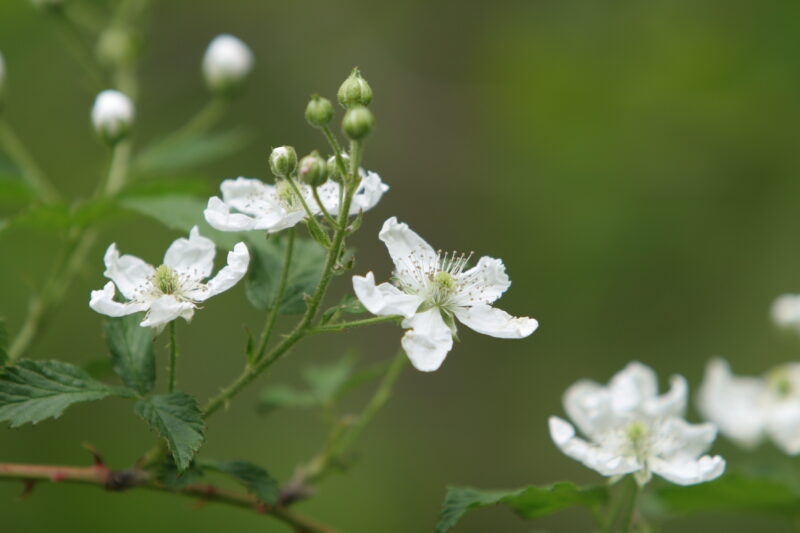 Floweres of the World — Flowers, nature, scenic, flora
