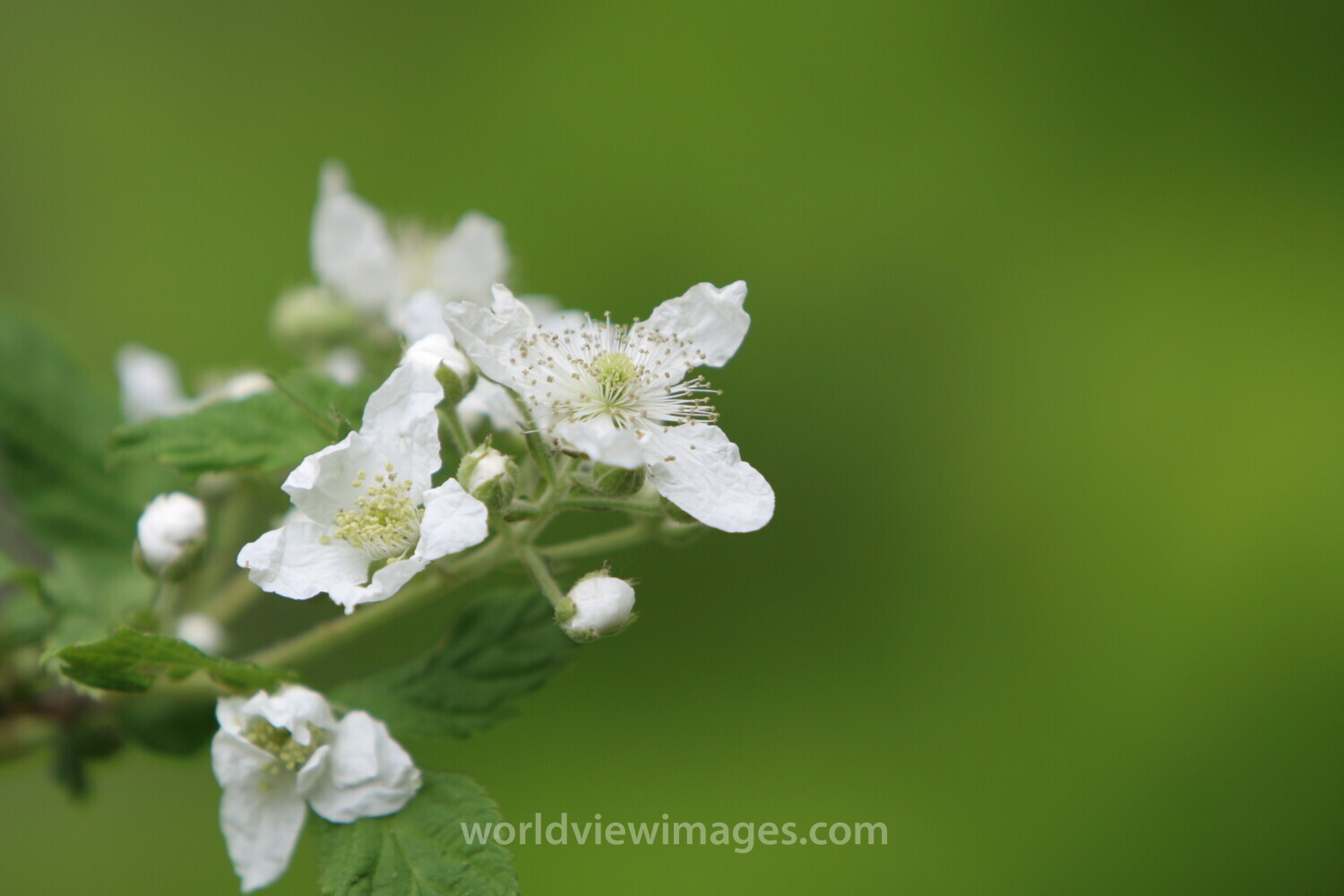 Floweres of the World