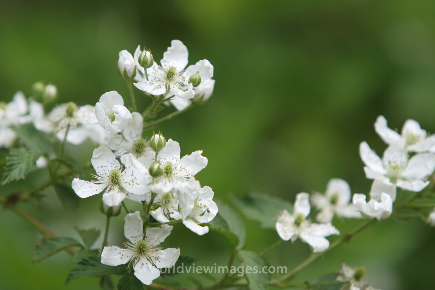 Floweres of the World