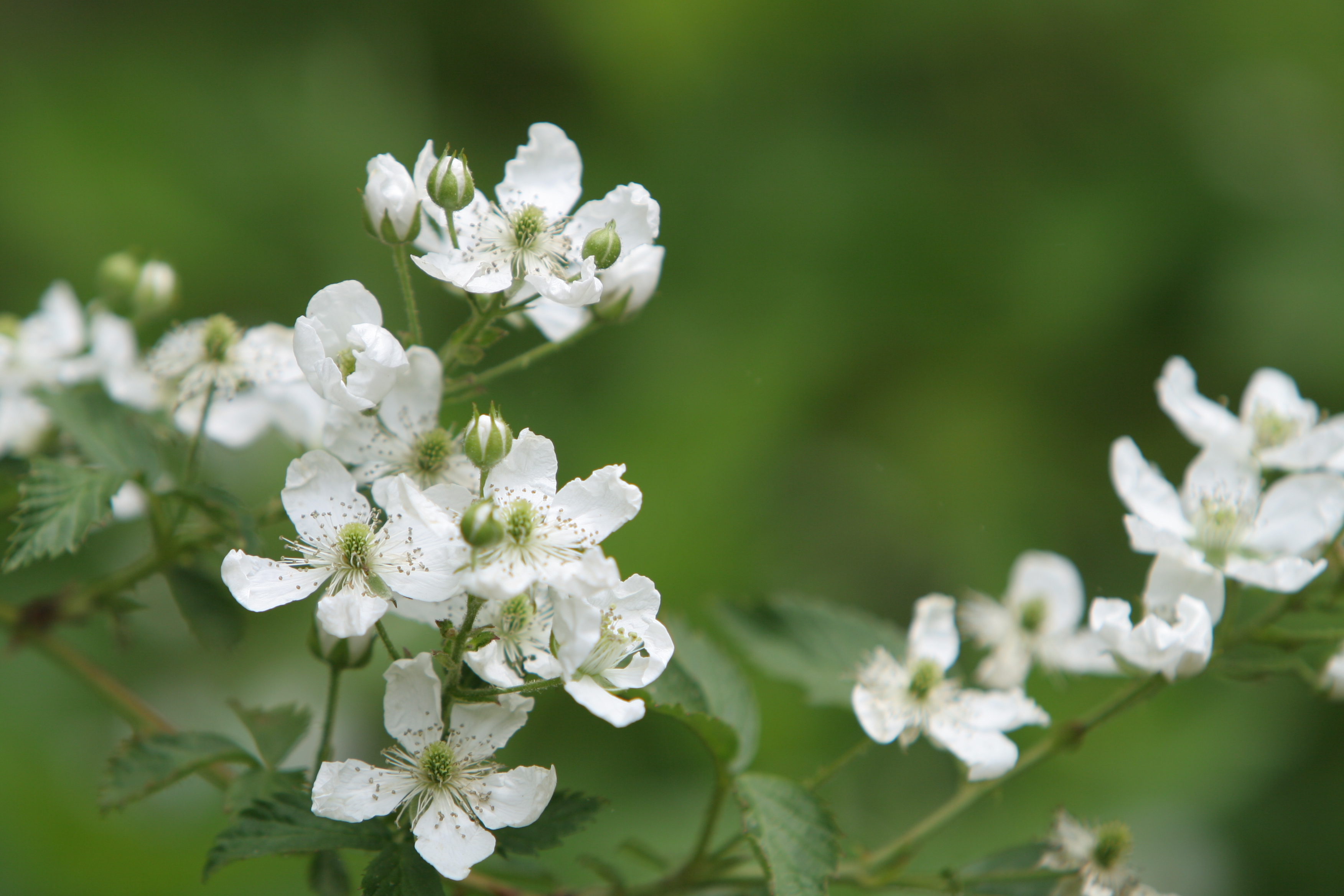 Floweres of the World