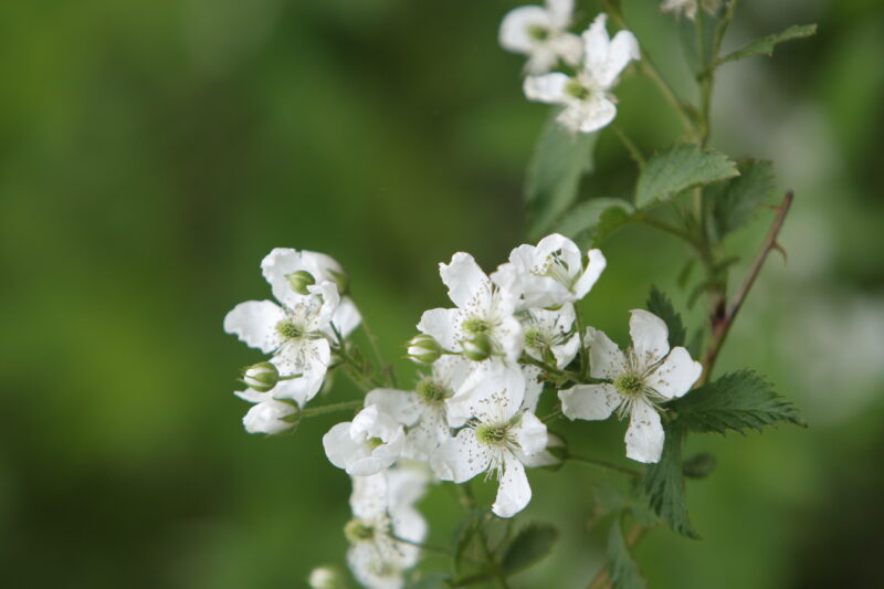 Floweres of the World — Flowers, nature, scenic, flora