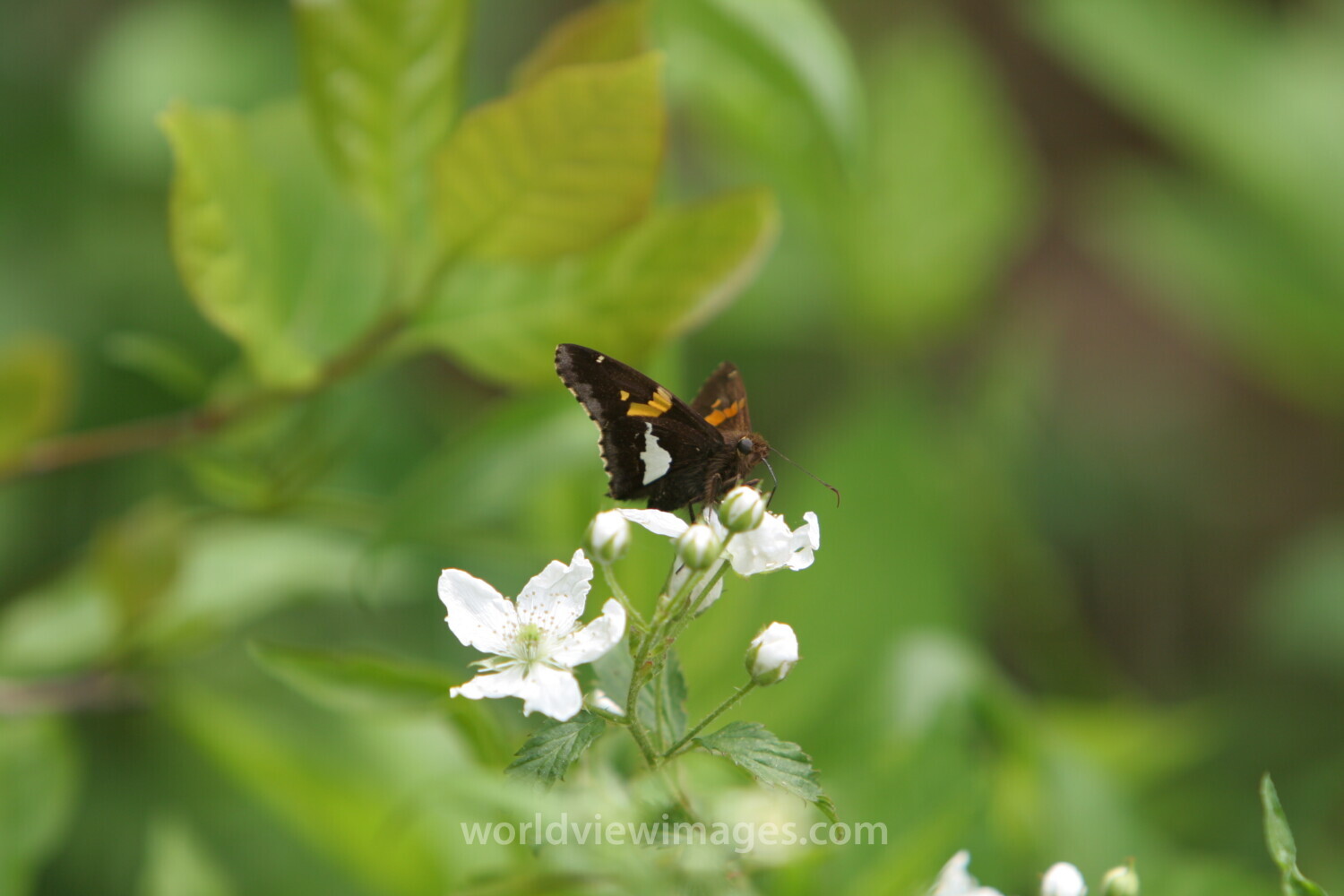 Floweres of the World