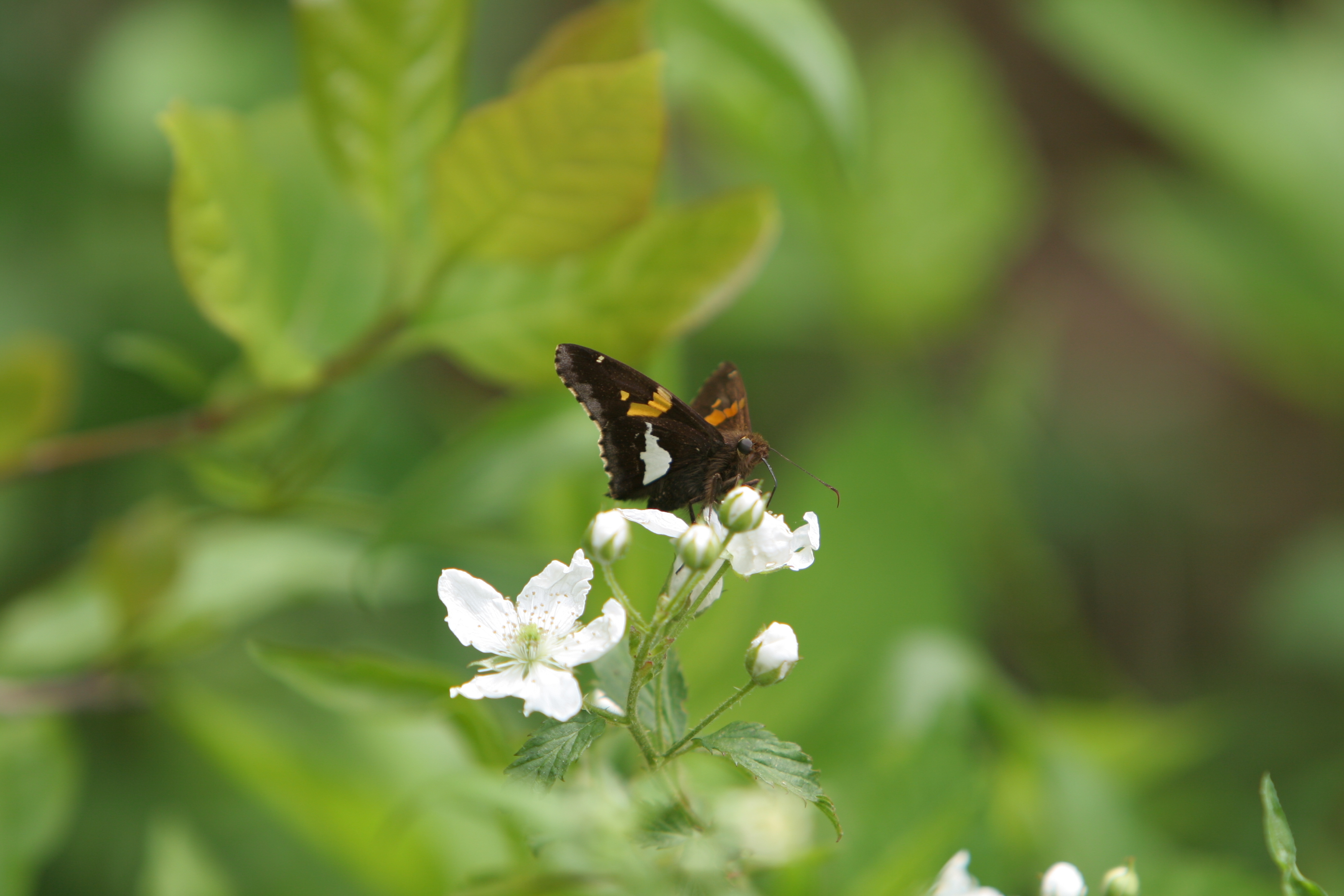 Floweres of the World