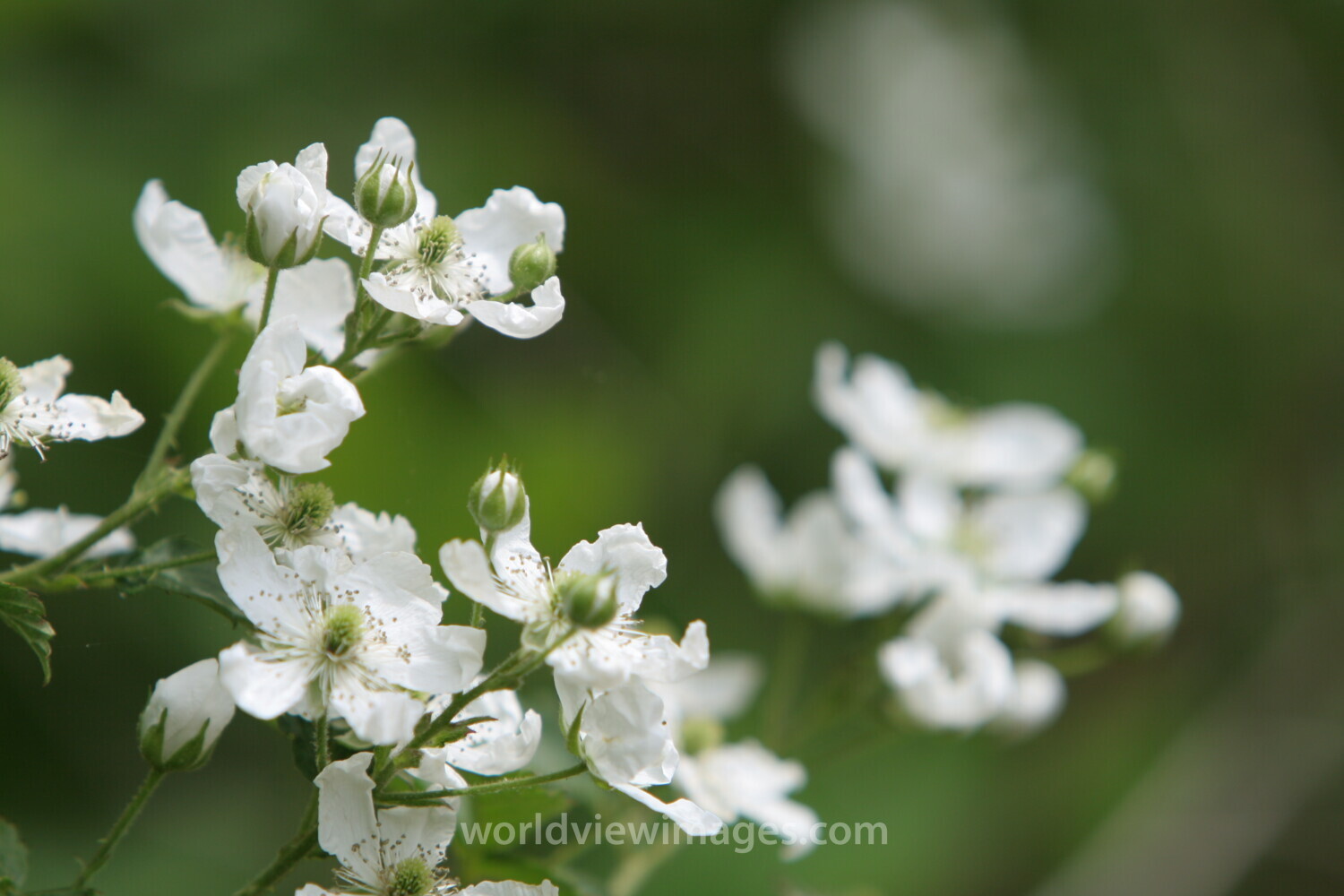 Floweres of the World