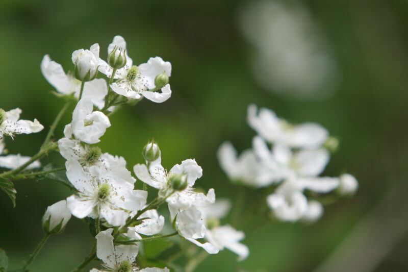 Floweres of the World — Flowers, nature, scenic, flora