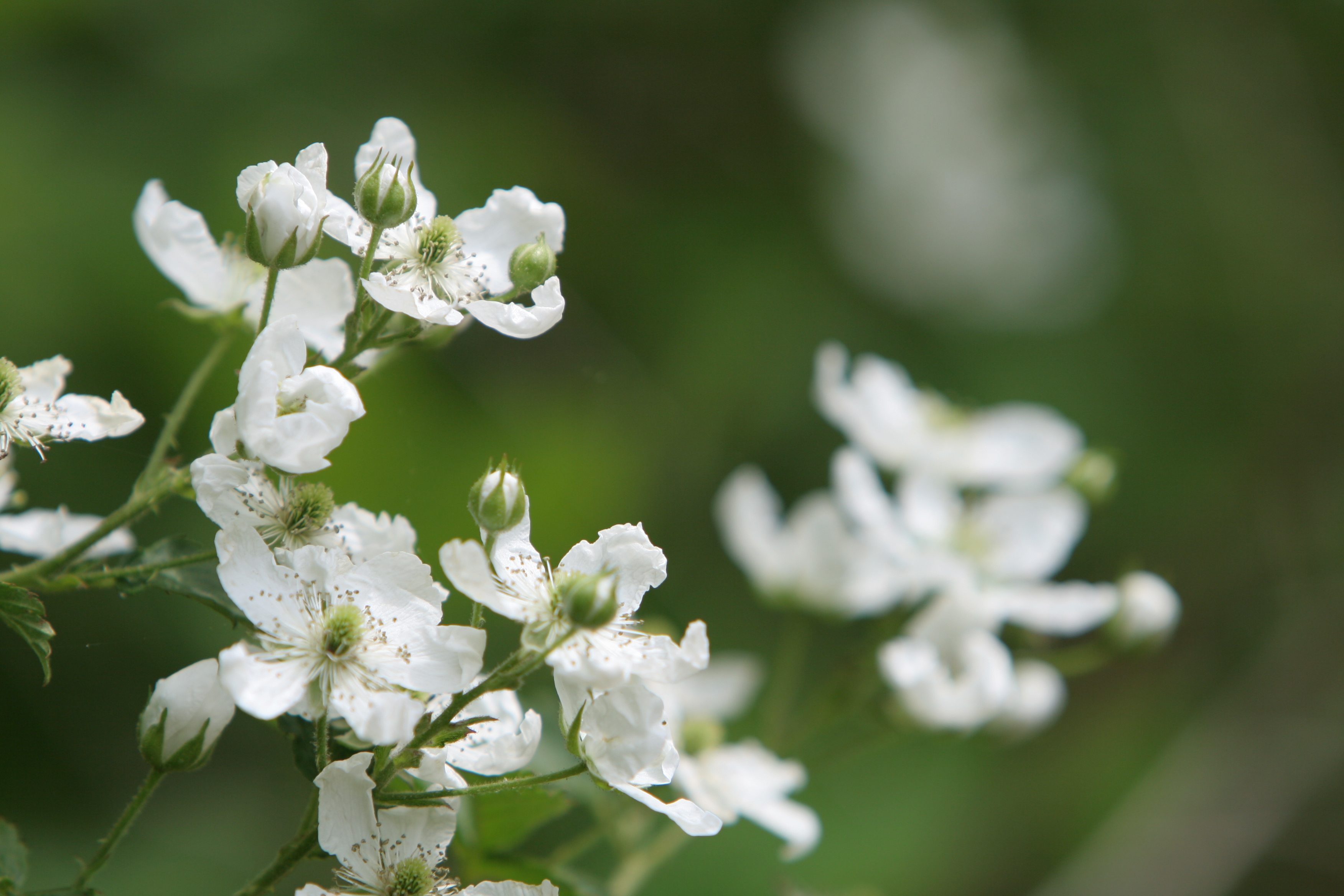 Floweres of the World