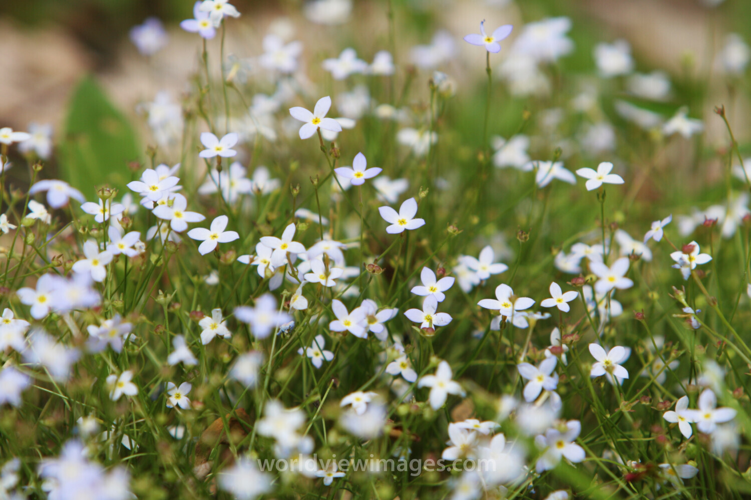 Floweres of the World