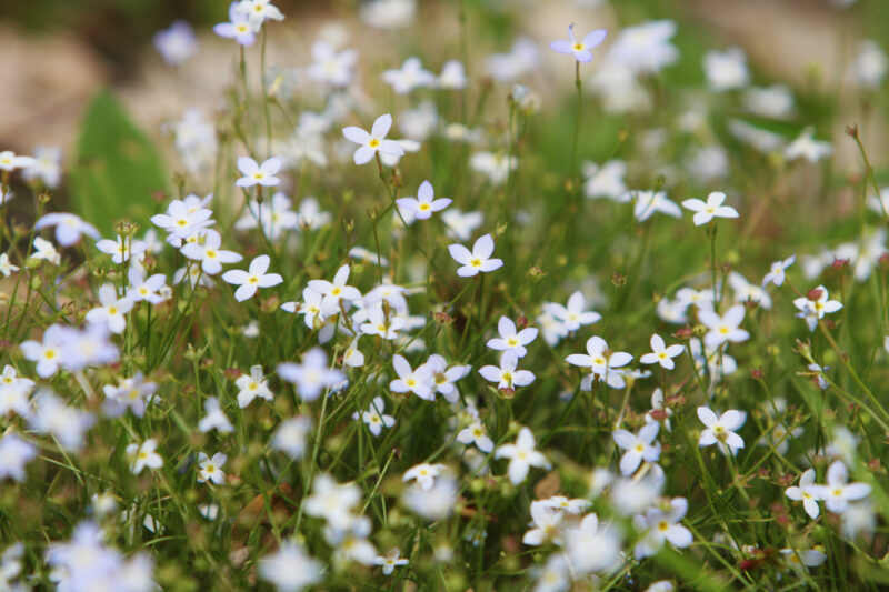 Floweres of the World — Flowers, nature, scenic, flora