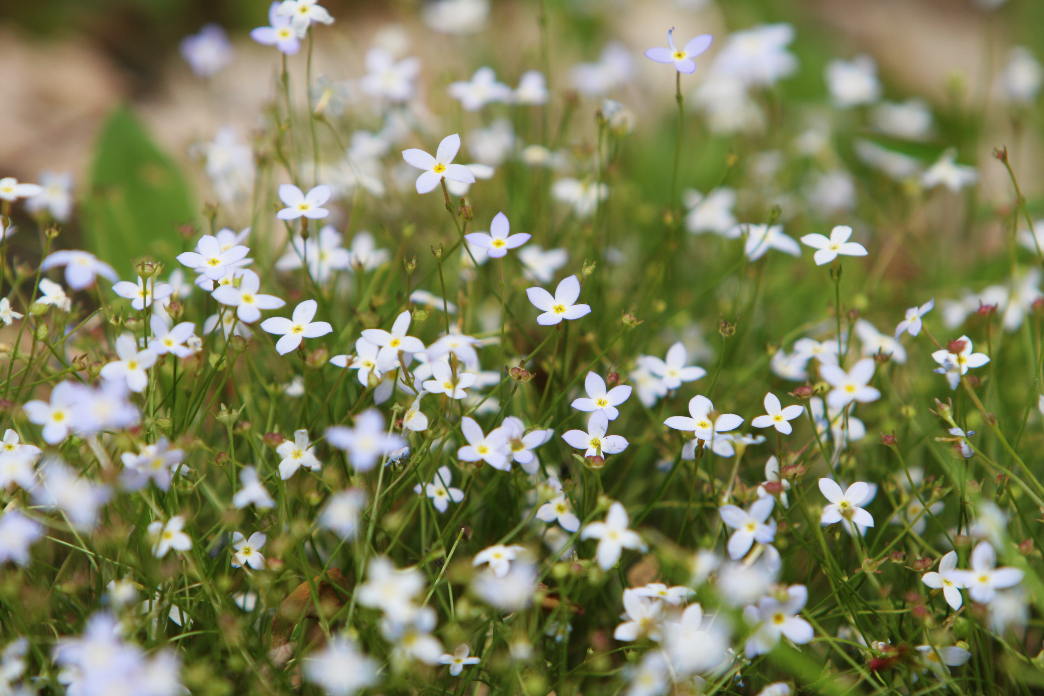 Floweres of the World