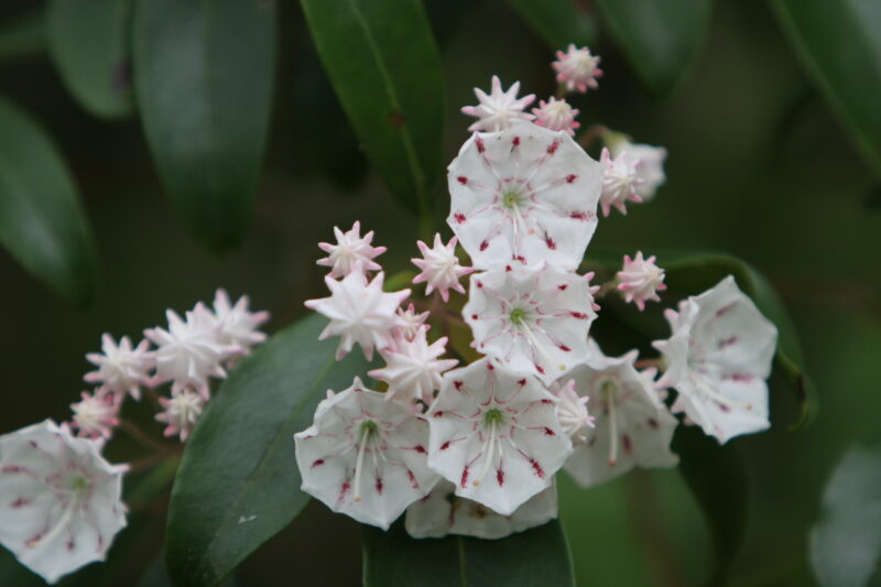 Floweres of the World — Flowers, nature, scenic, flora