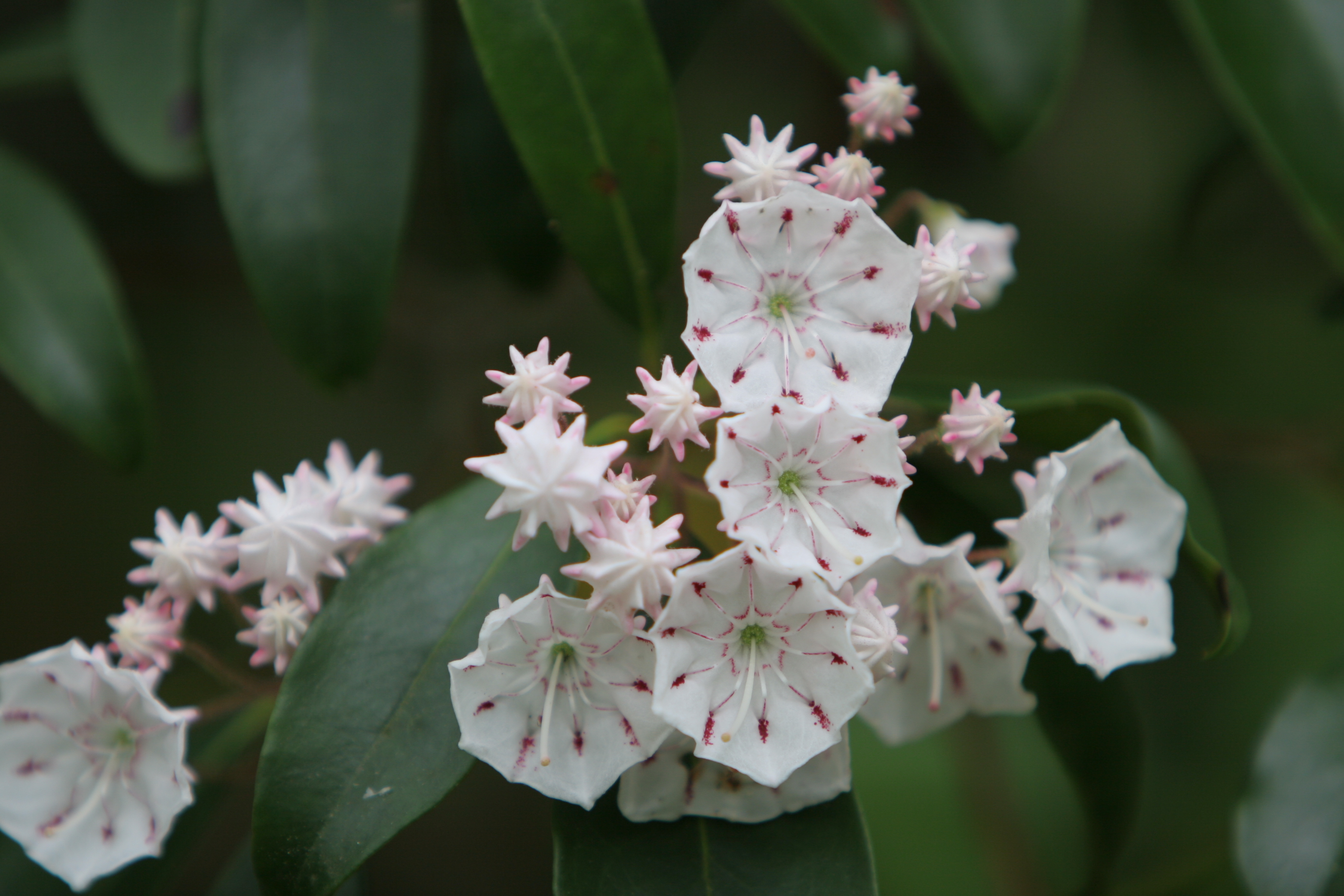 Floweres of the World