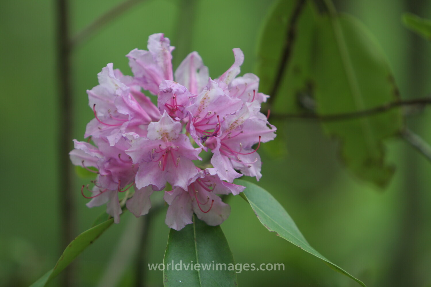 Floweres of the World