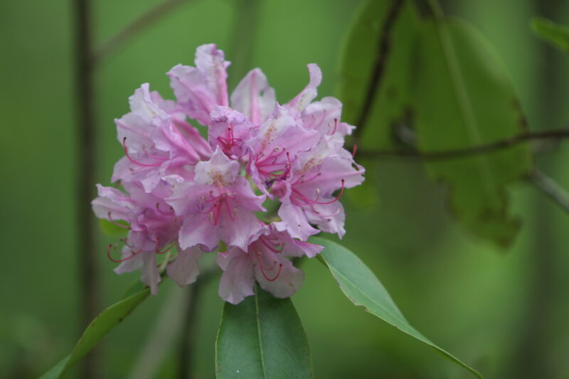 Floweres of the World — Flowers, nature, scenic, flora