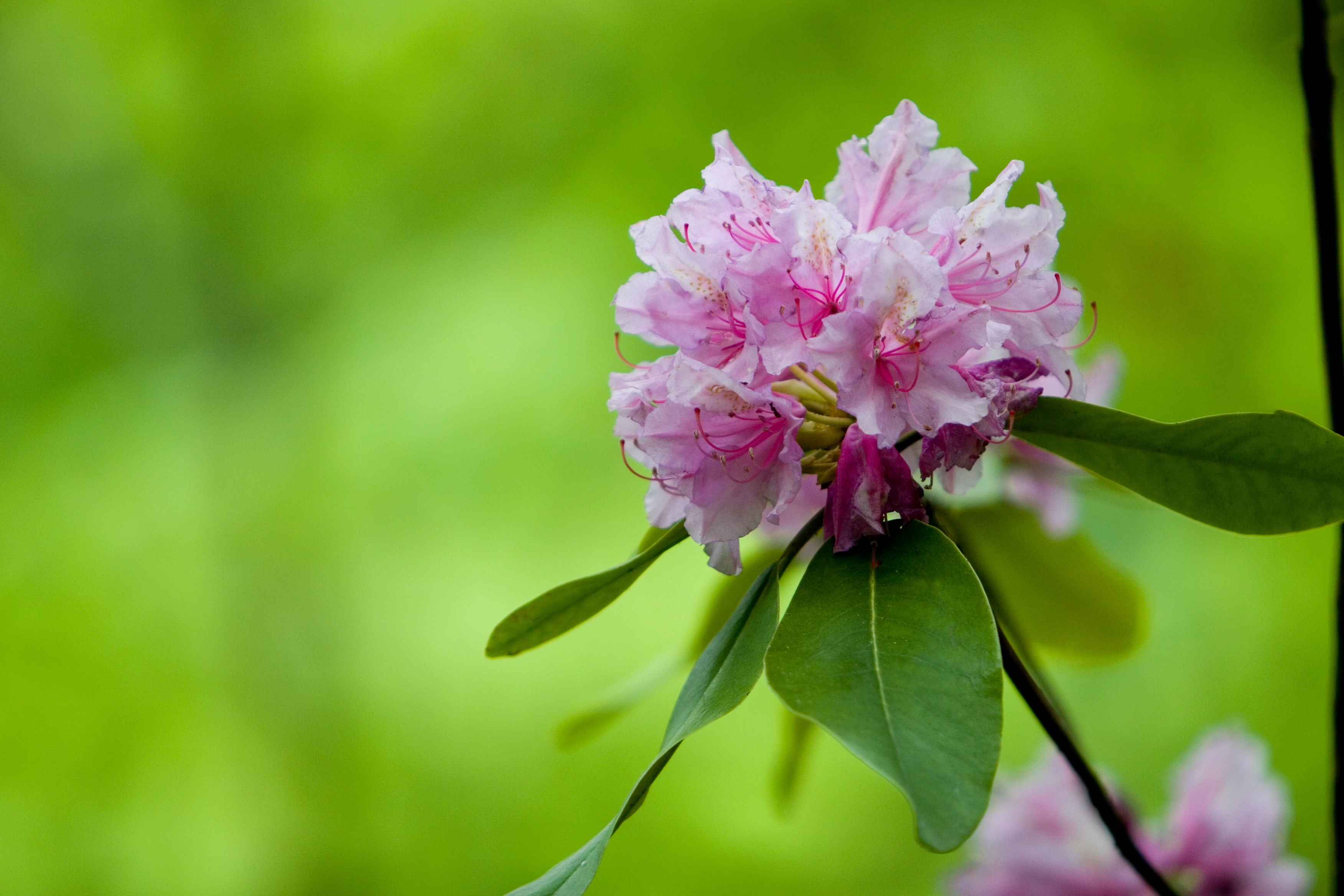 Floweres of the World