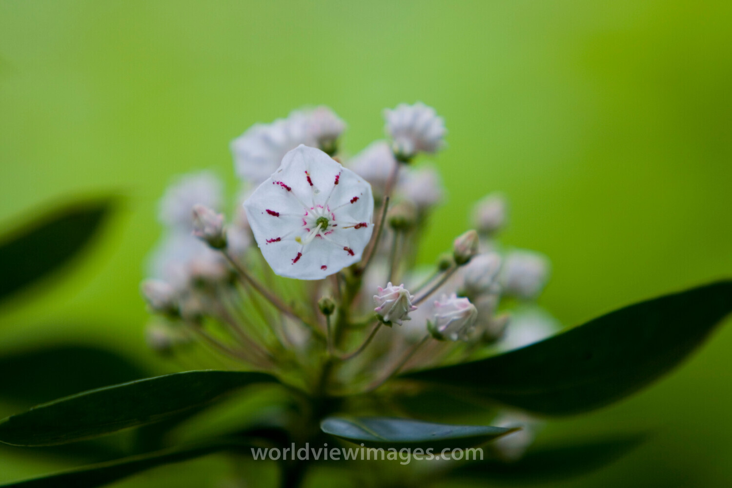 Floweres of the World